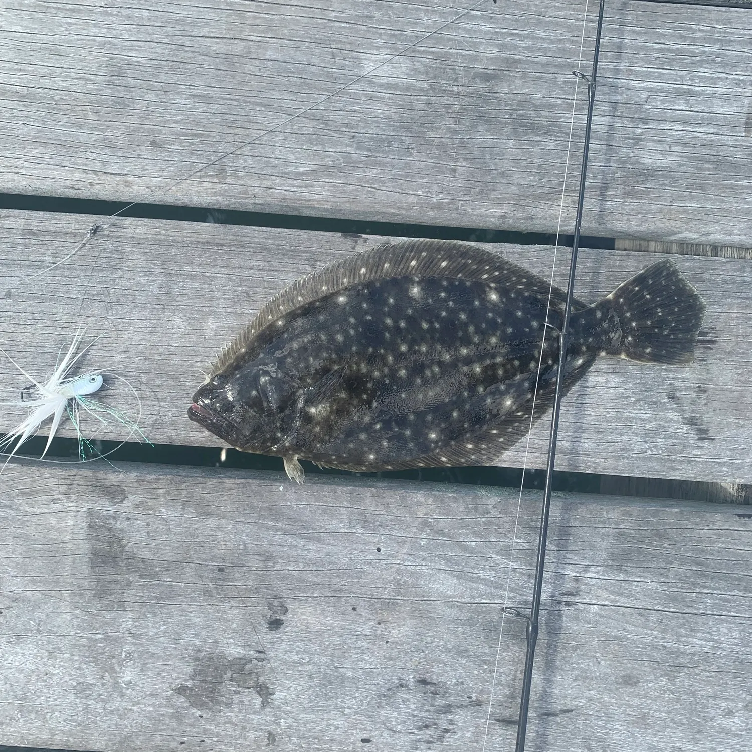 Summer flounder caught on Fishbrain