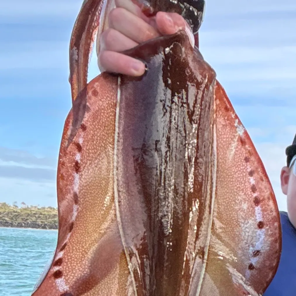 The most recent Longfin inshore squid catches on Fishbrain