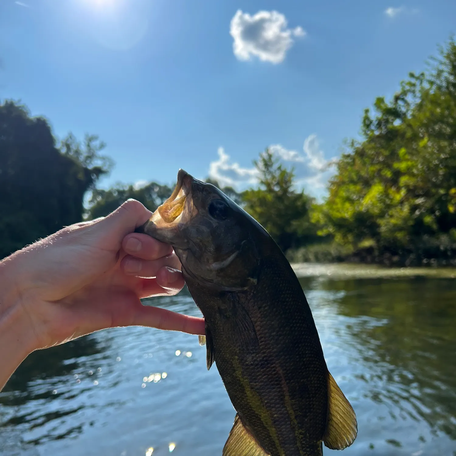 Smallmouth bass caught on Fishbrain