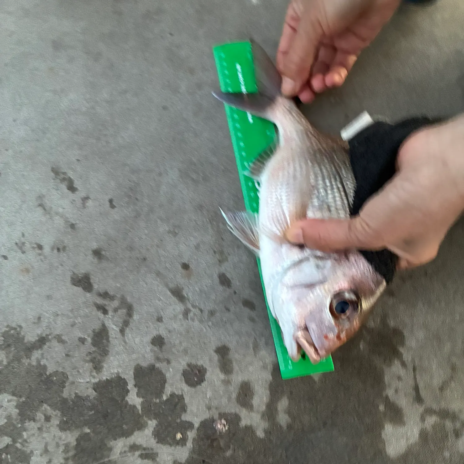 Australasian snapper caught on Fishbrain