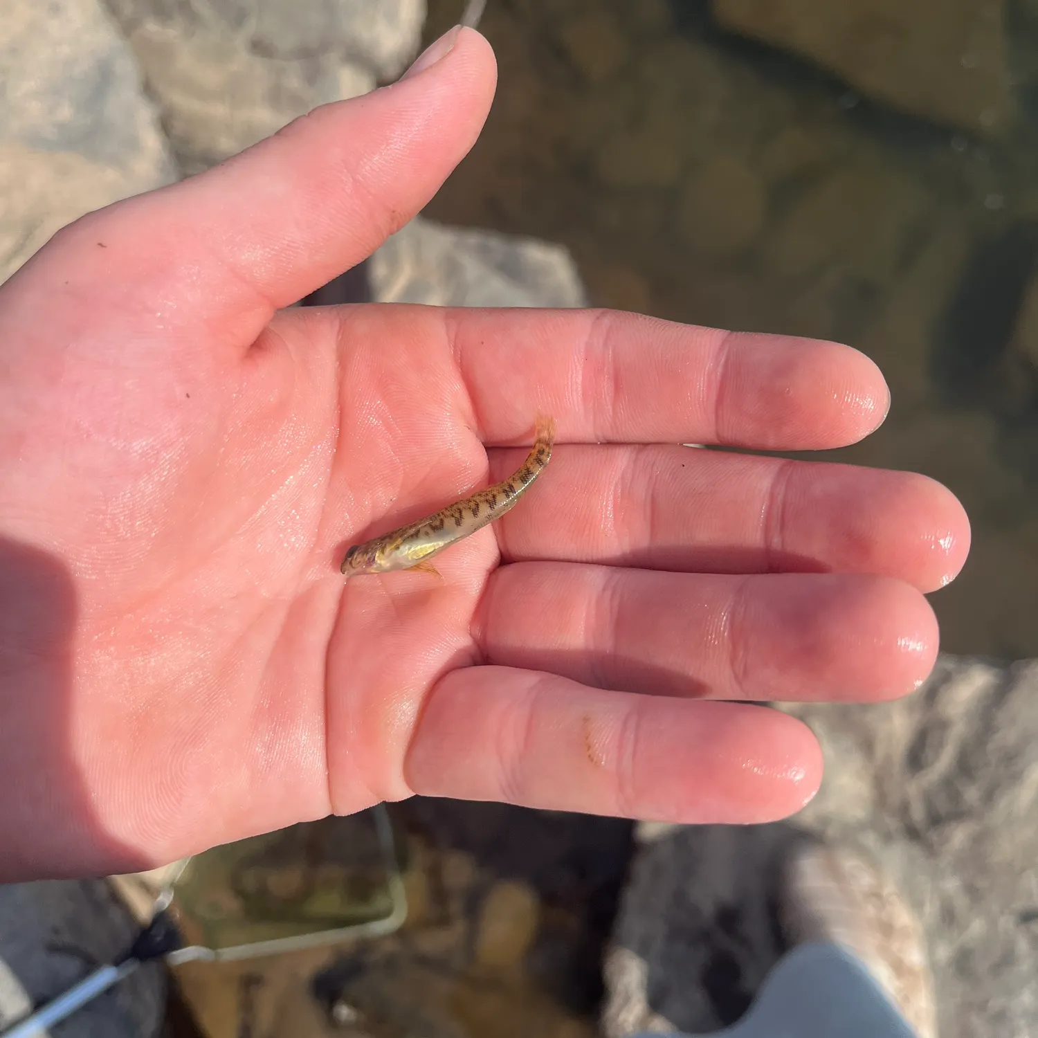 The most recent Cumberland snubnose darter catches on Fishbrain