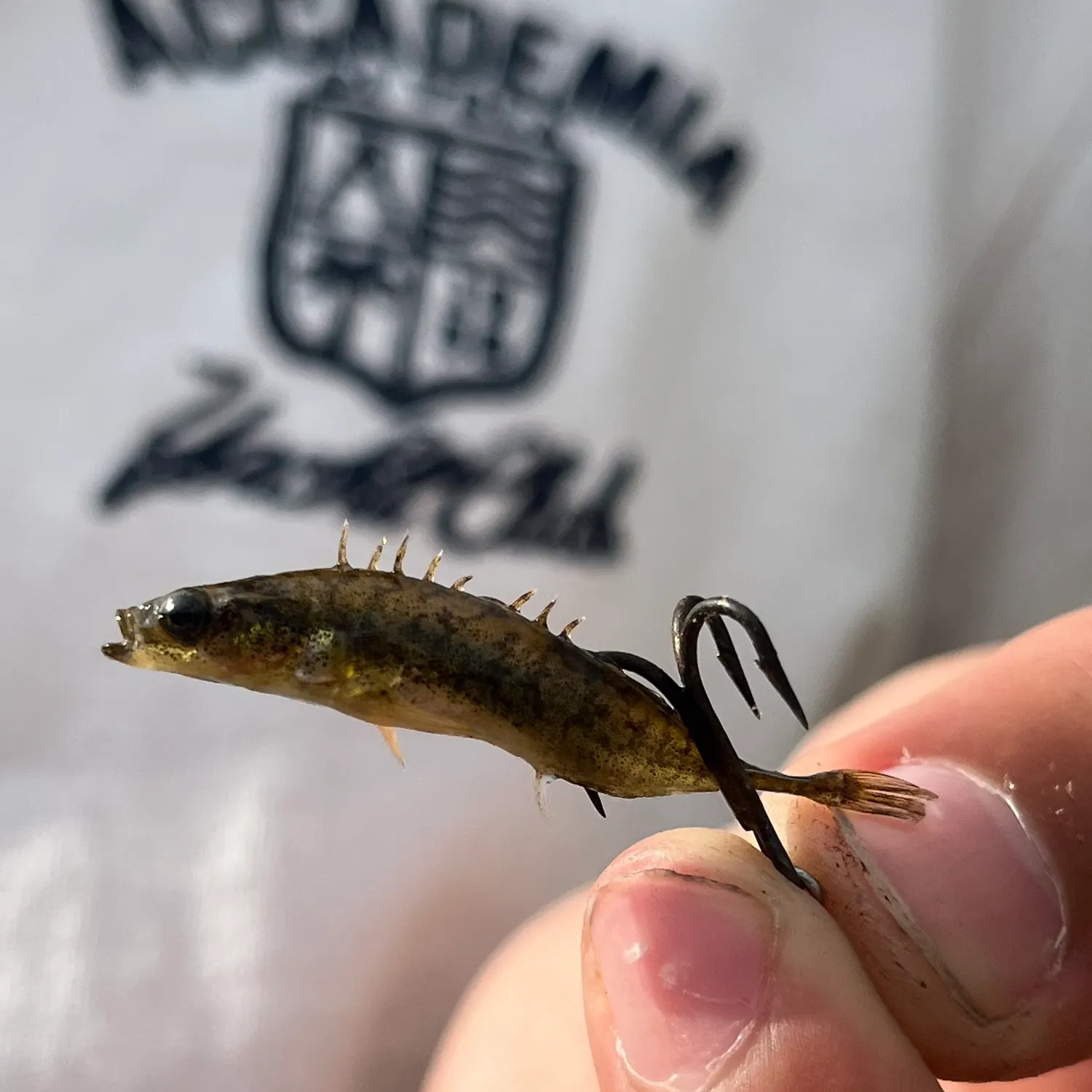 The most recent Ninespine stickleback catches on Fishbrain