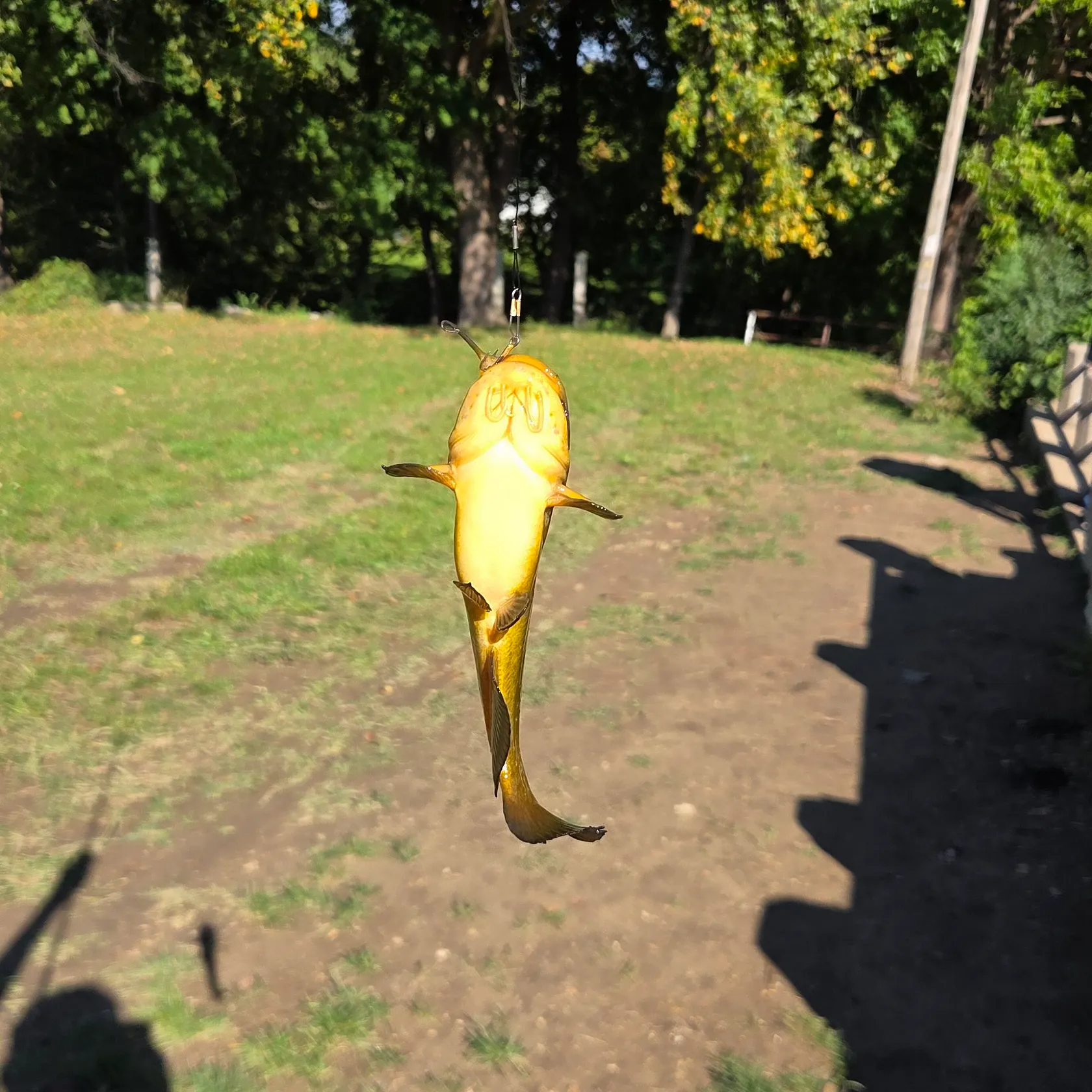 Yellow bullhead caught on Fishbrain
