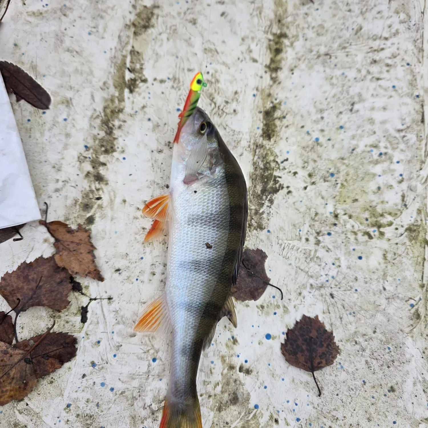 European perch caught on Fishbrain