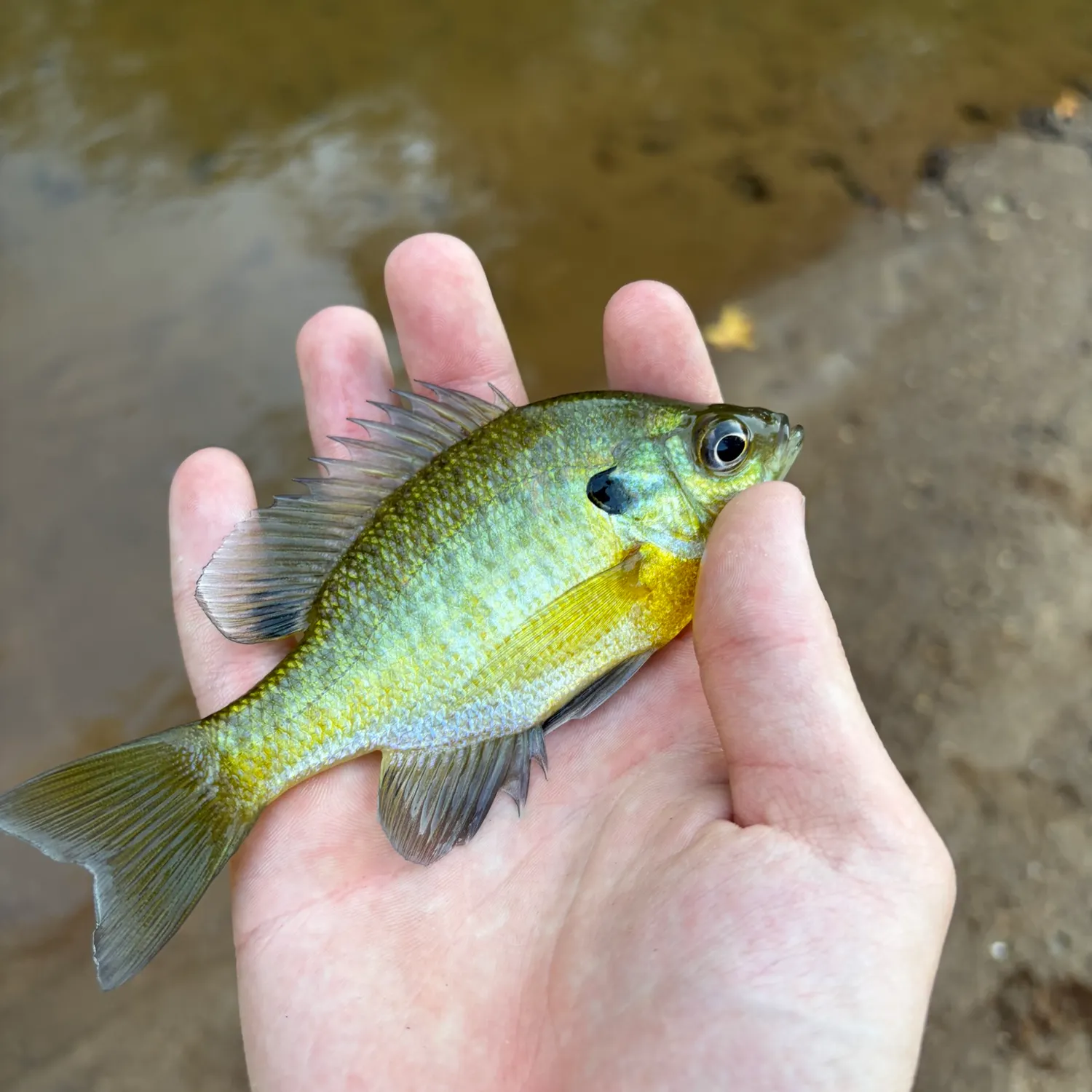 Bluegill caught on Fishbrain