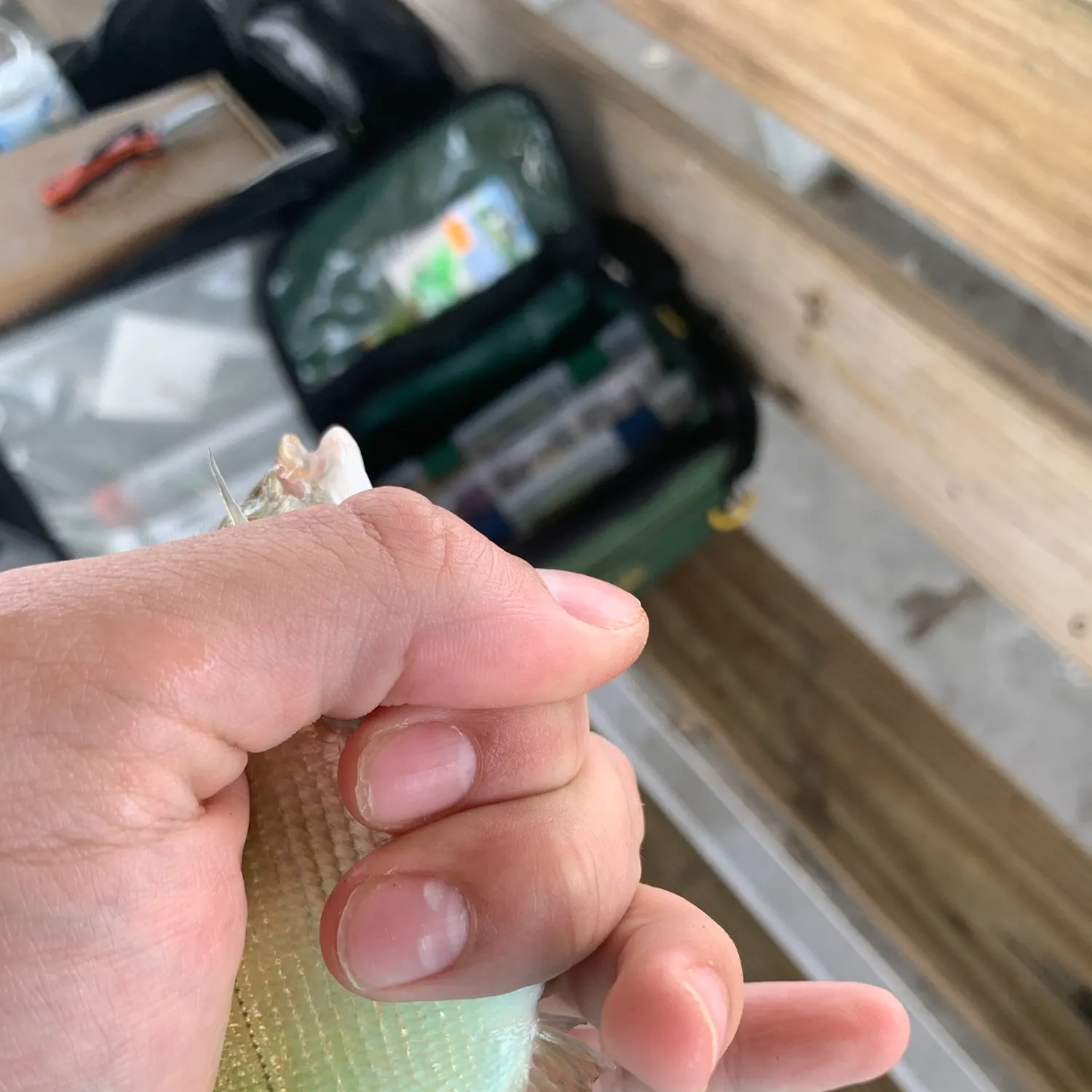 The most recent White seabream catches on Fishbrain