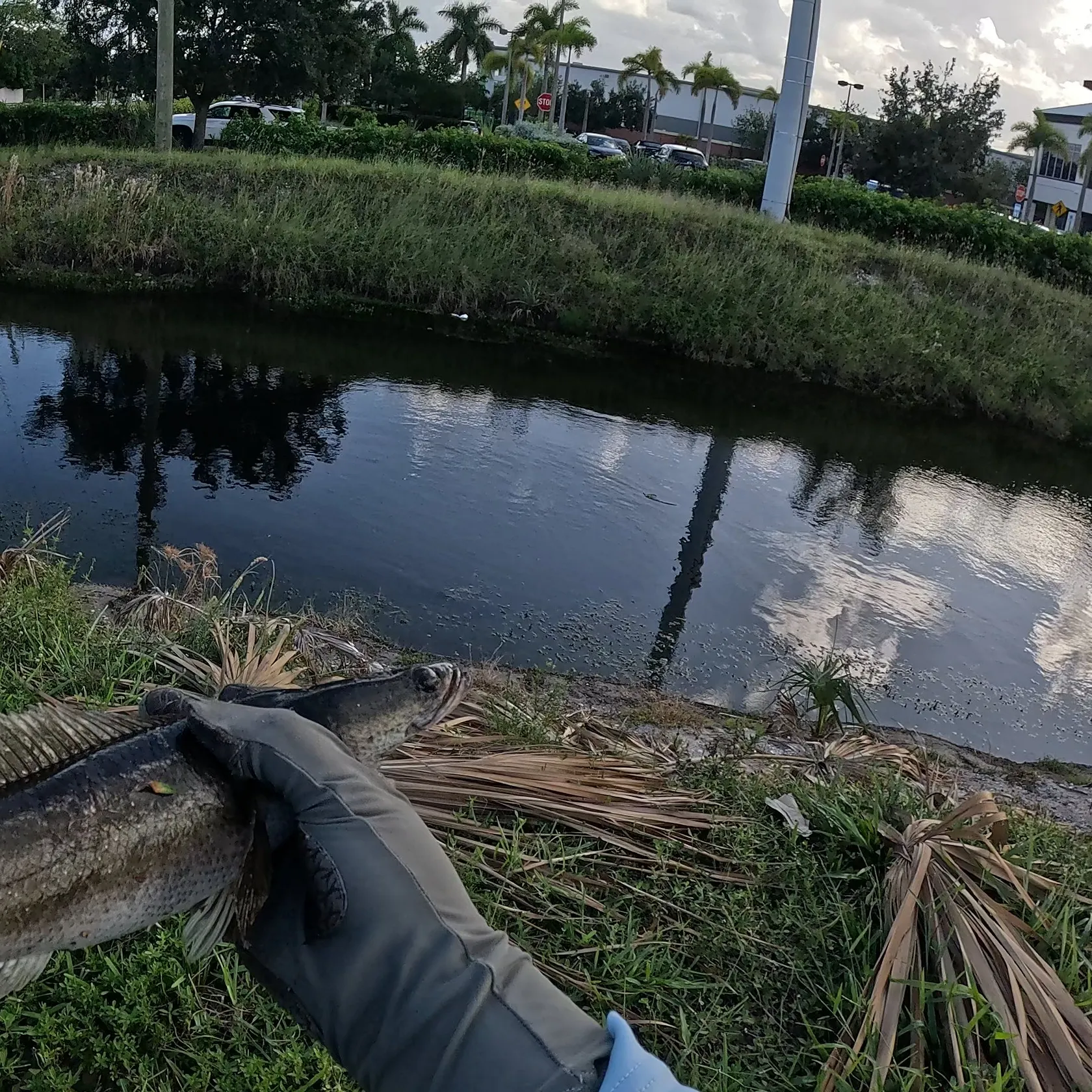 The most recent Goldline snakehead catches on Fishbrain