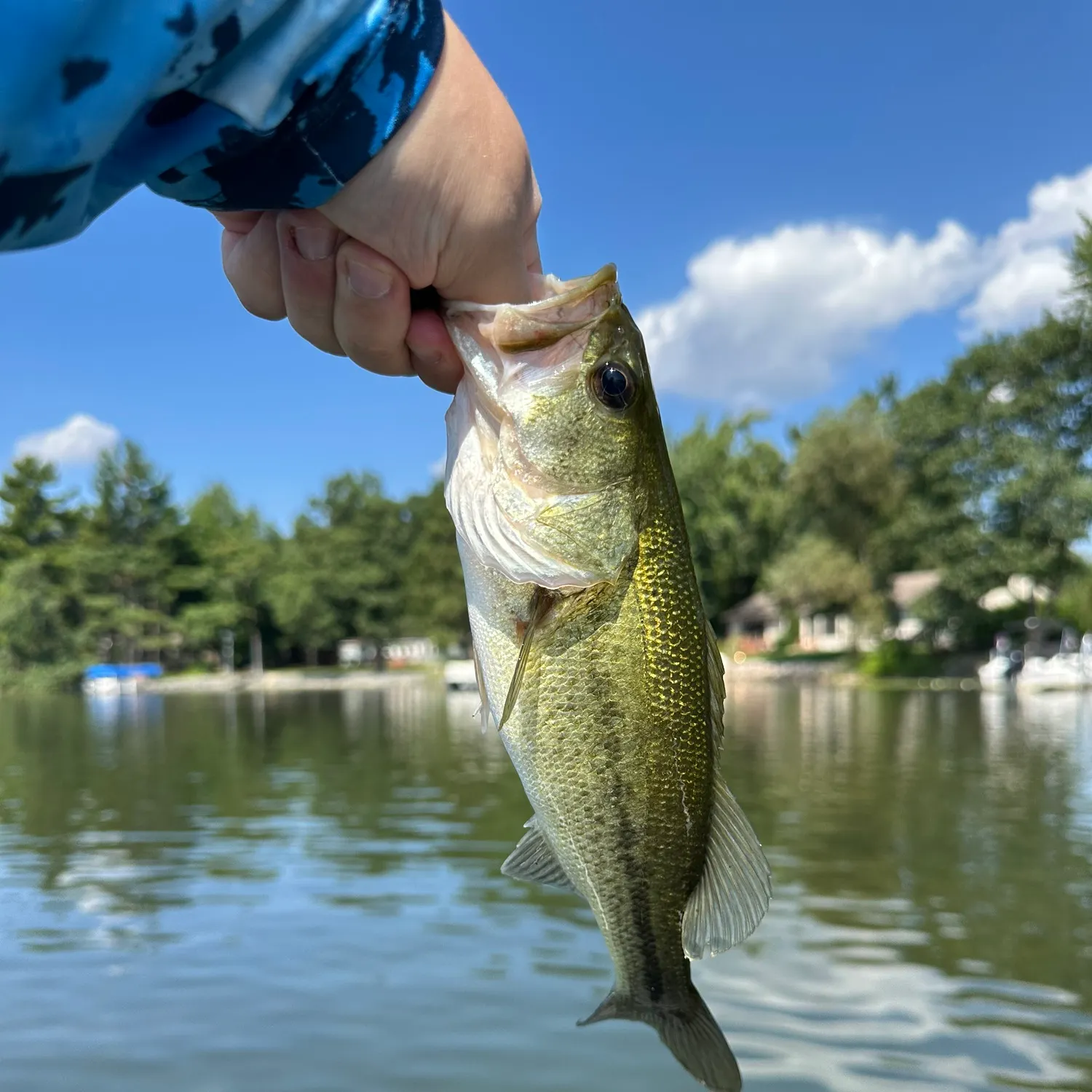 Largemouth bass caught on Fishbrain