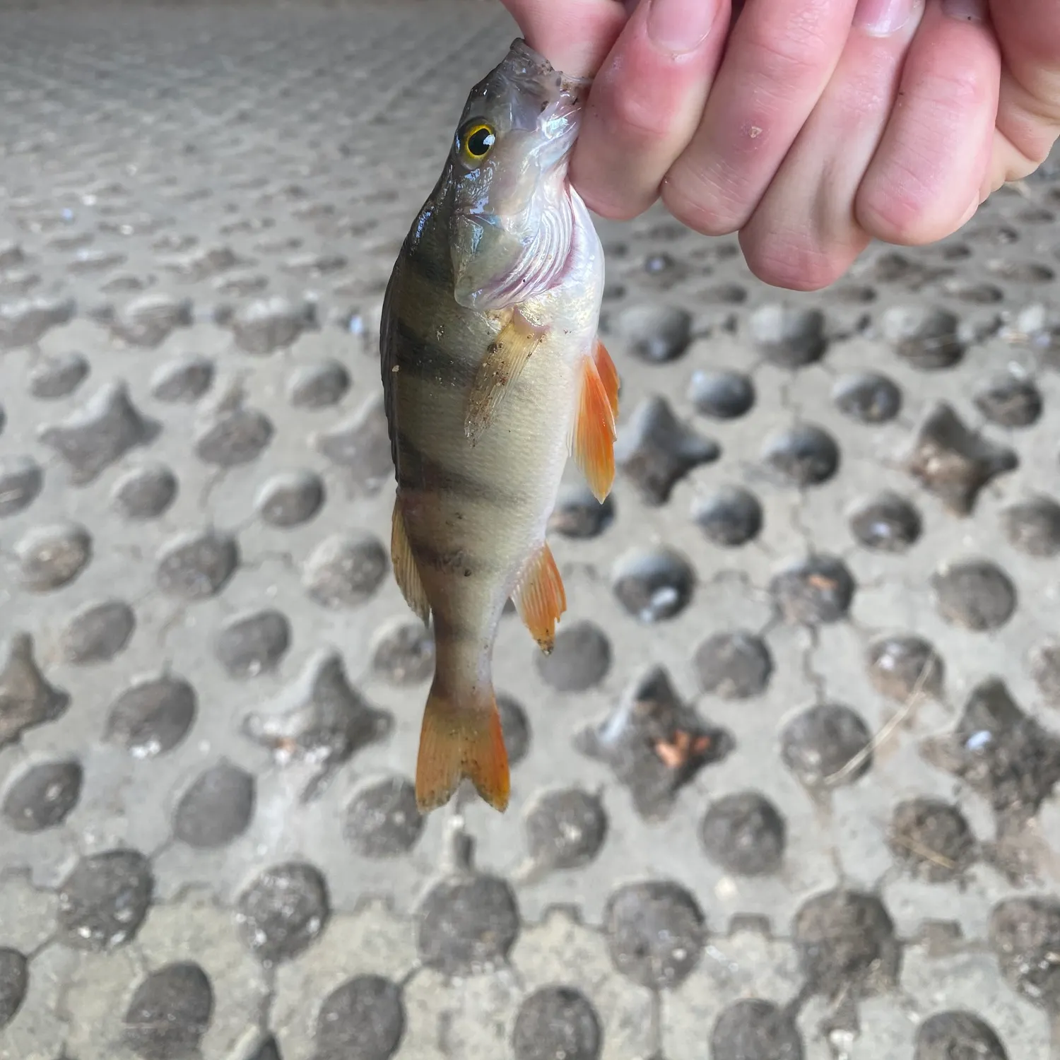 European perch caught on Fishbrain