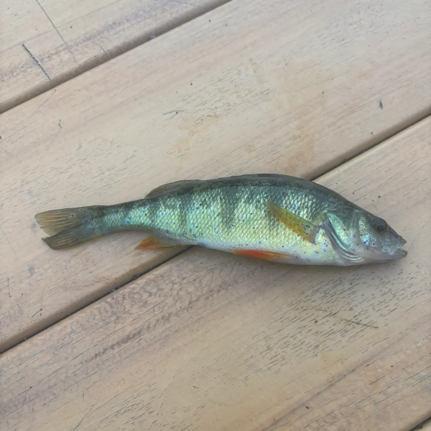 Yellow perch caught on Fishbrain
