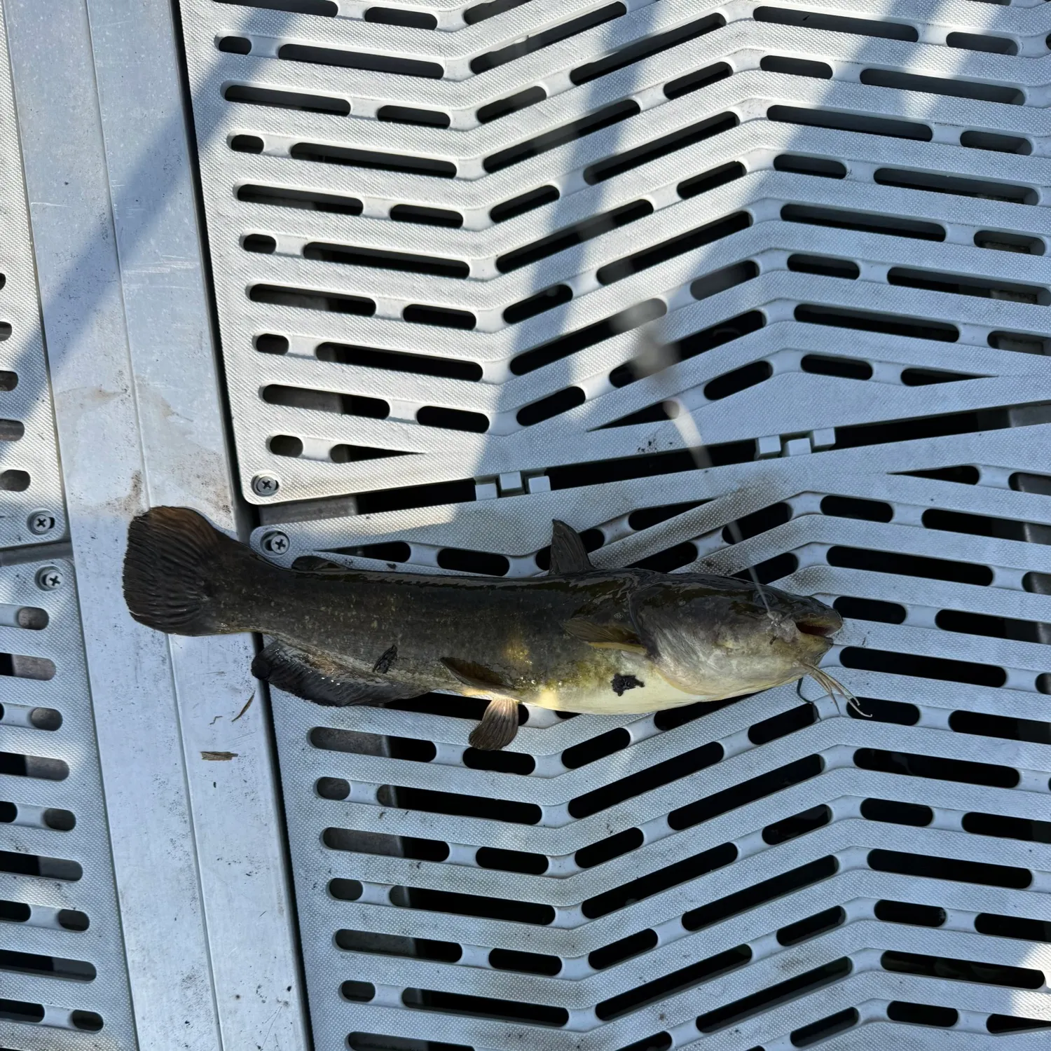 Black bullhead caught on Fishbrain