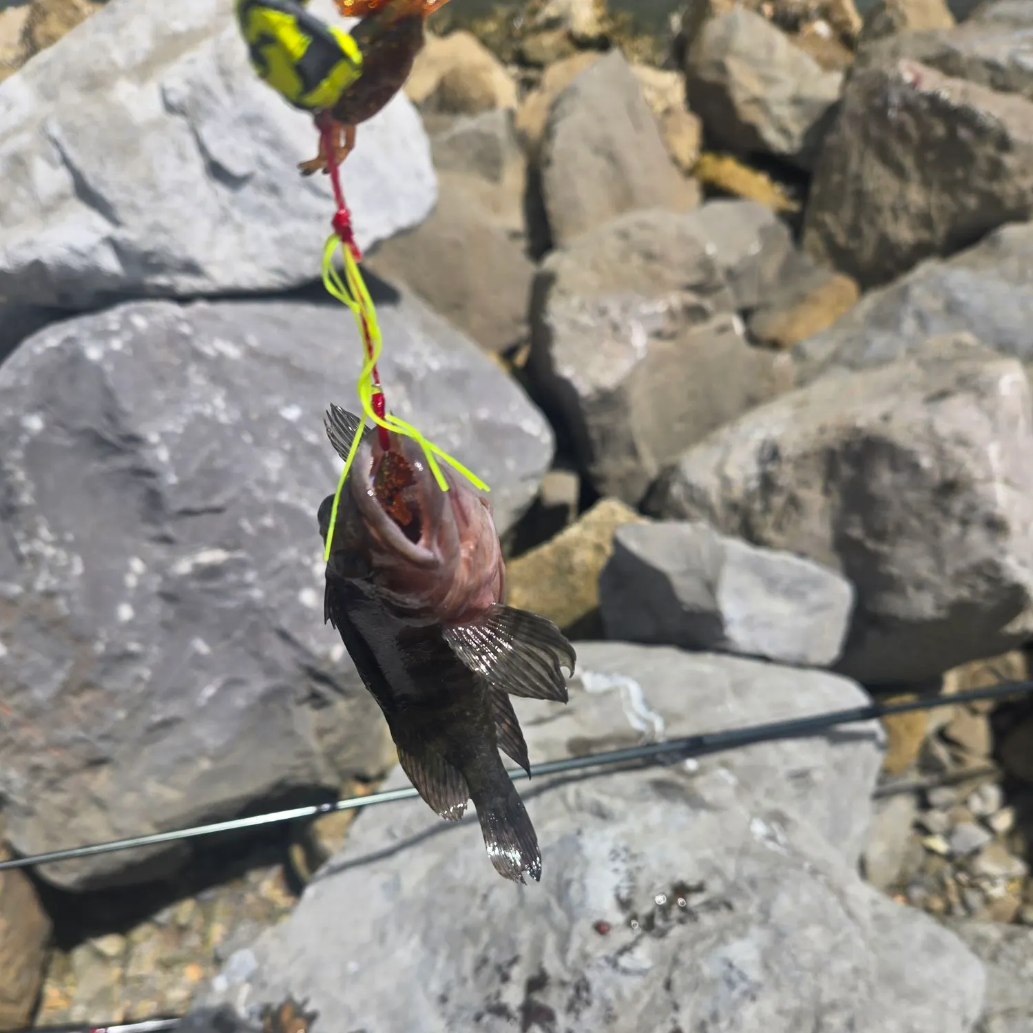 Brown rockfish caught on Fishbrain