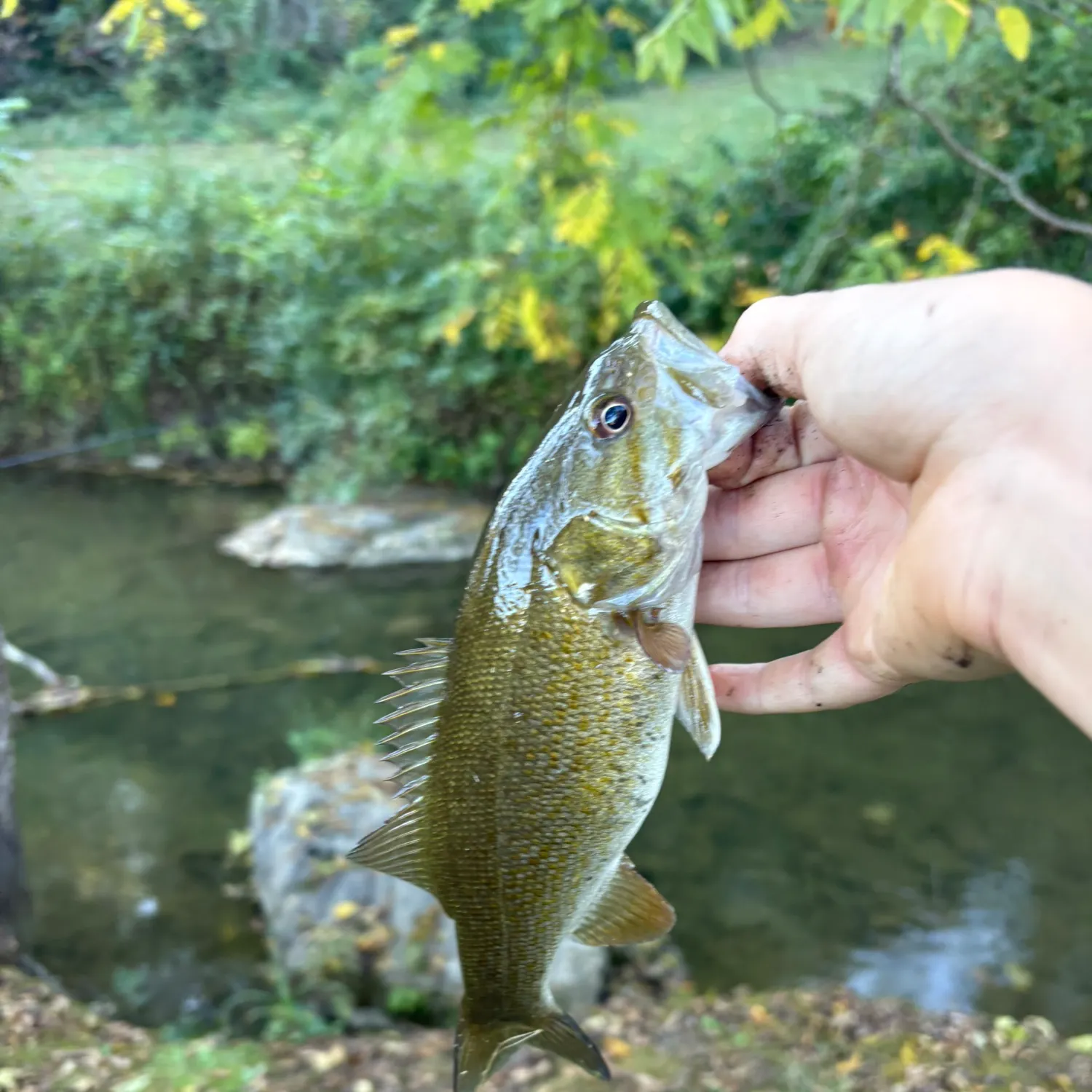 Smallmouth bass caught on Fishbrain