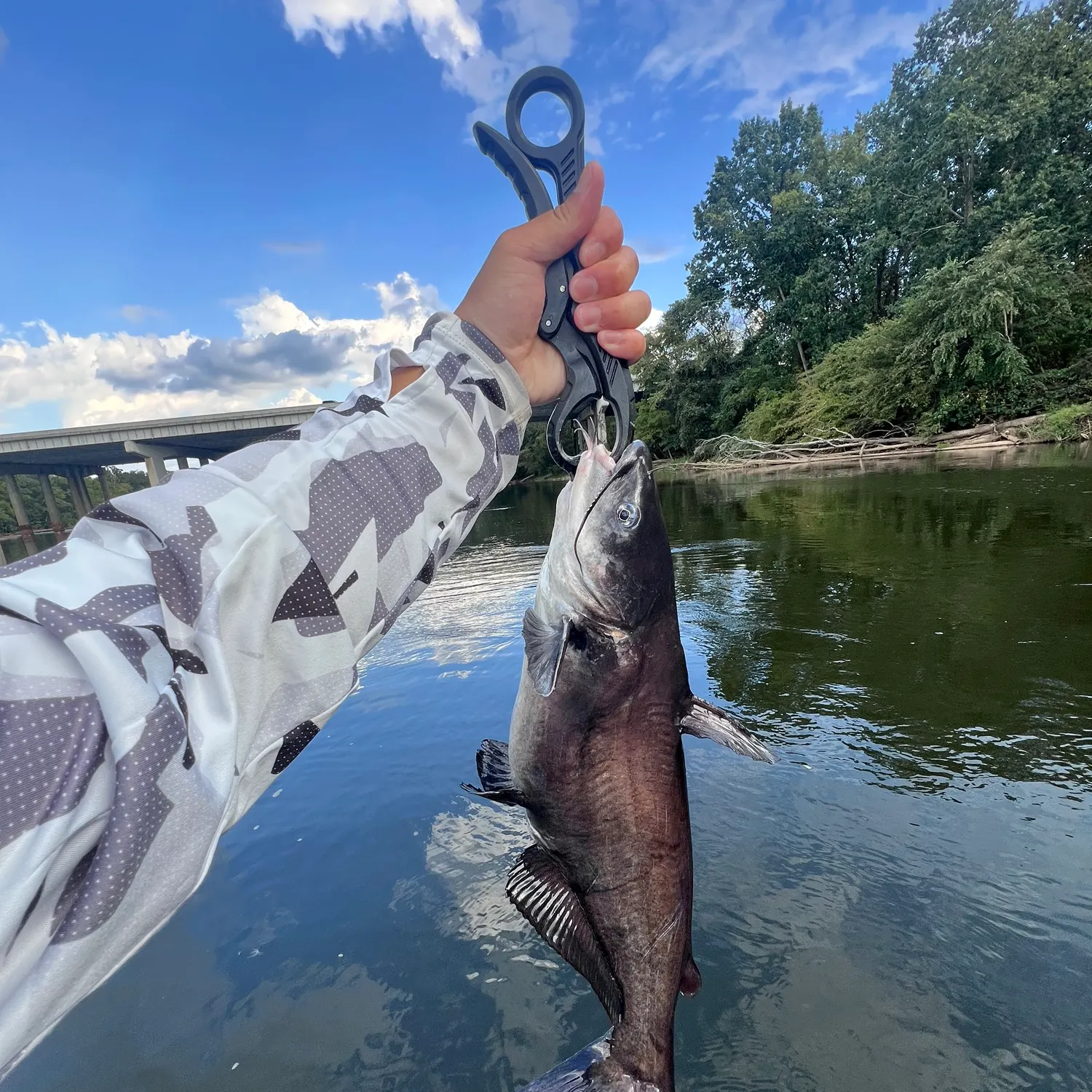 Blue catfish caught on Fishbrain