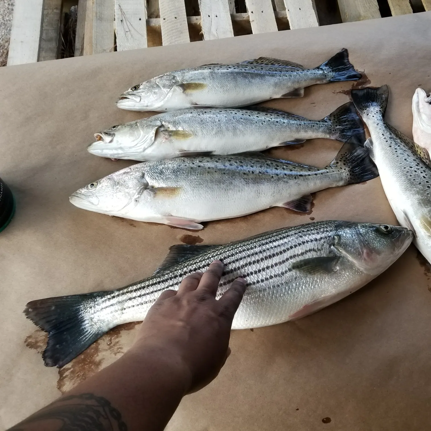 recently logged catches