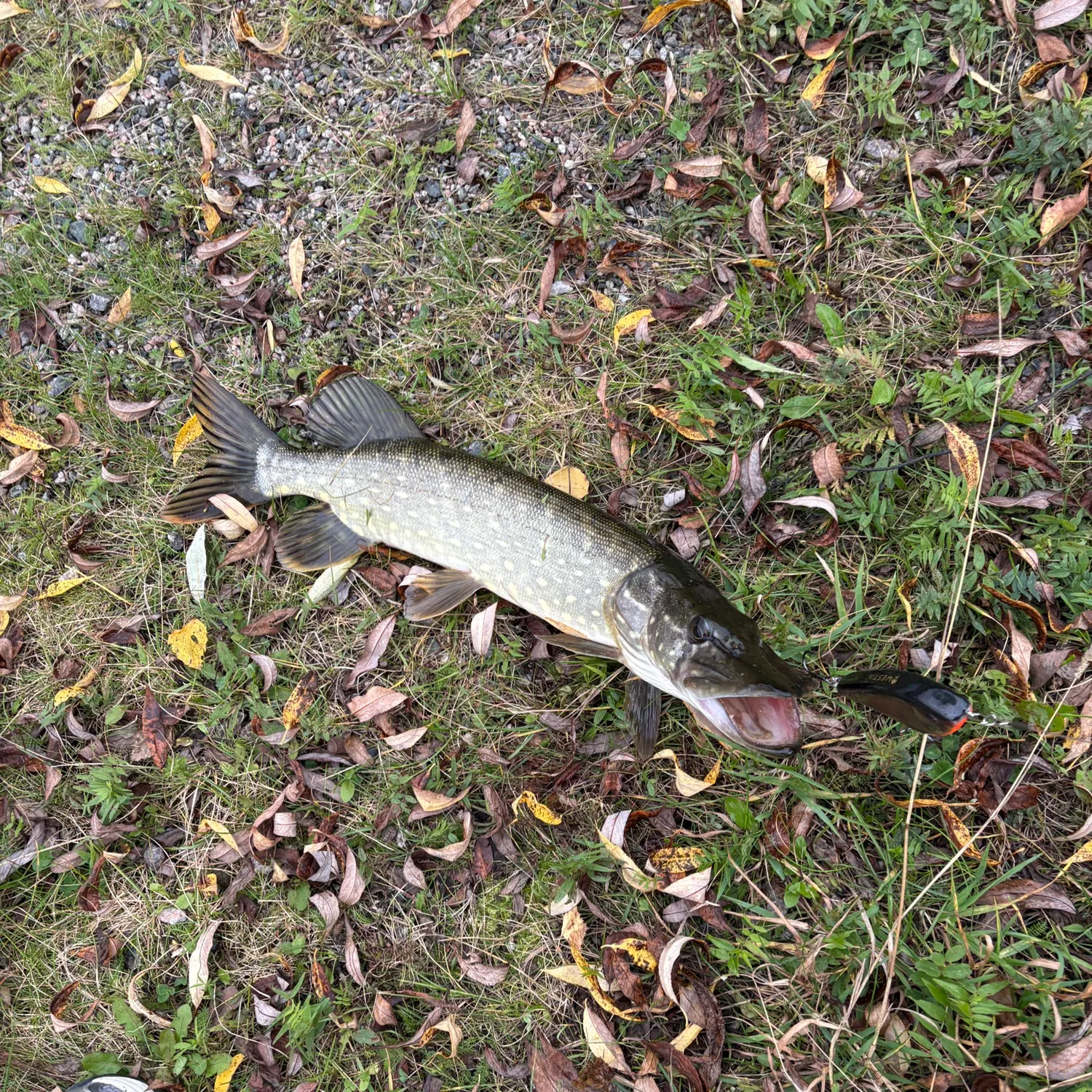 Northern pike caught on Fishbrain