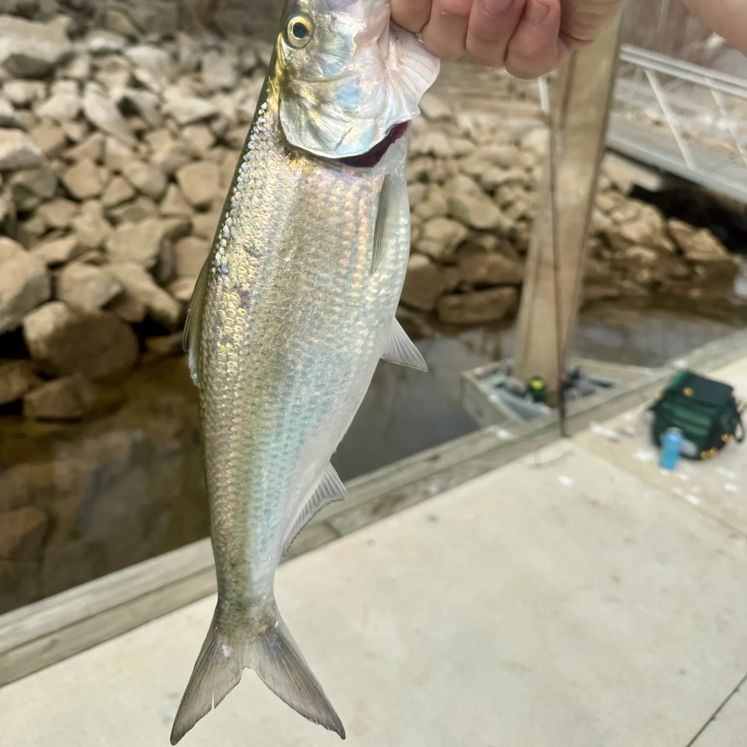The most recent Skipjack herring catches on Fishbrain