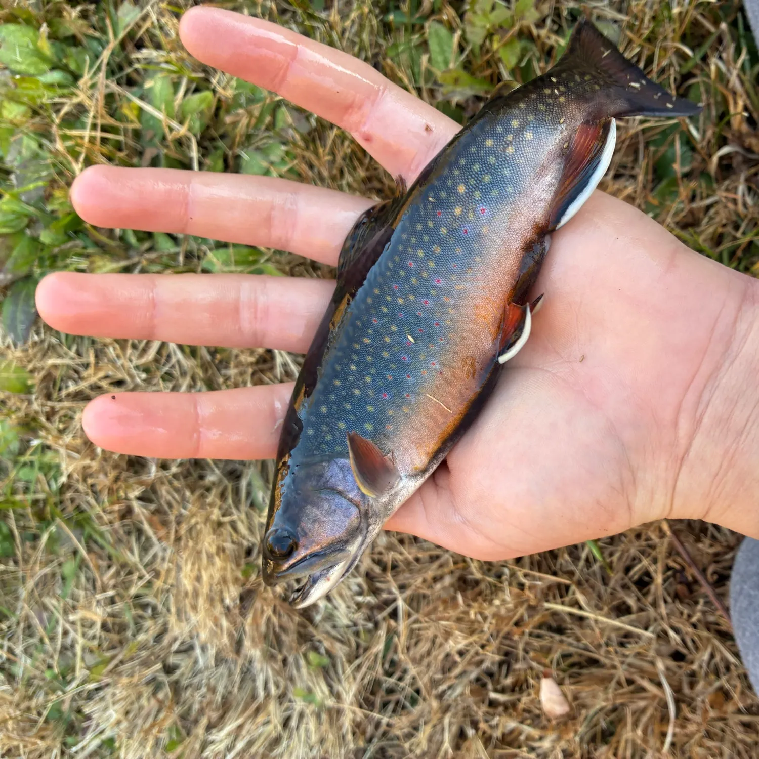 Brook trout caught on Fishbrain