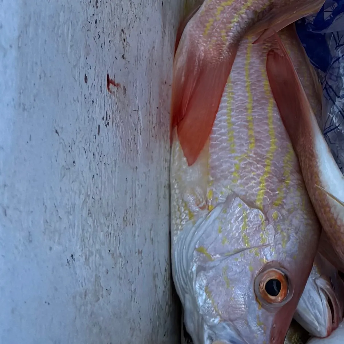 The most recent Silk snapper catches on Fishbrain