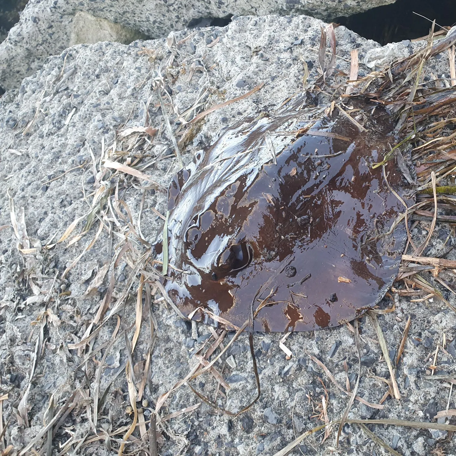 The most recent Common stingaree catches on Fishbrain