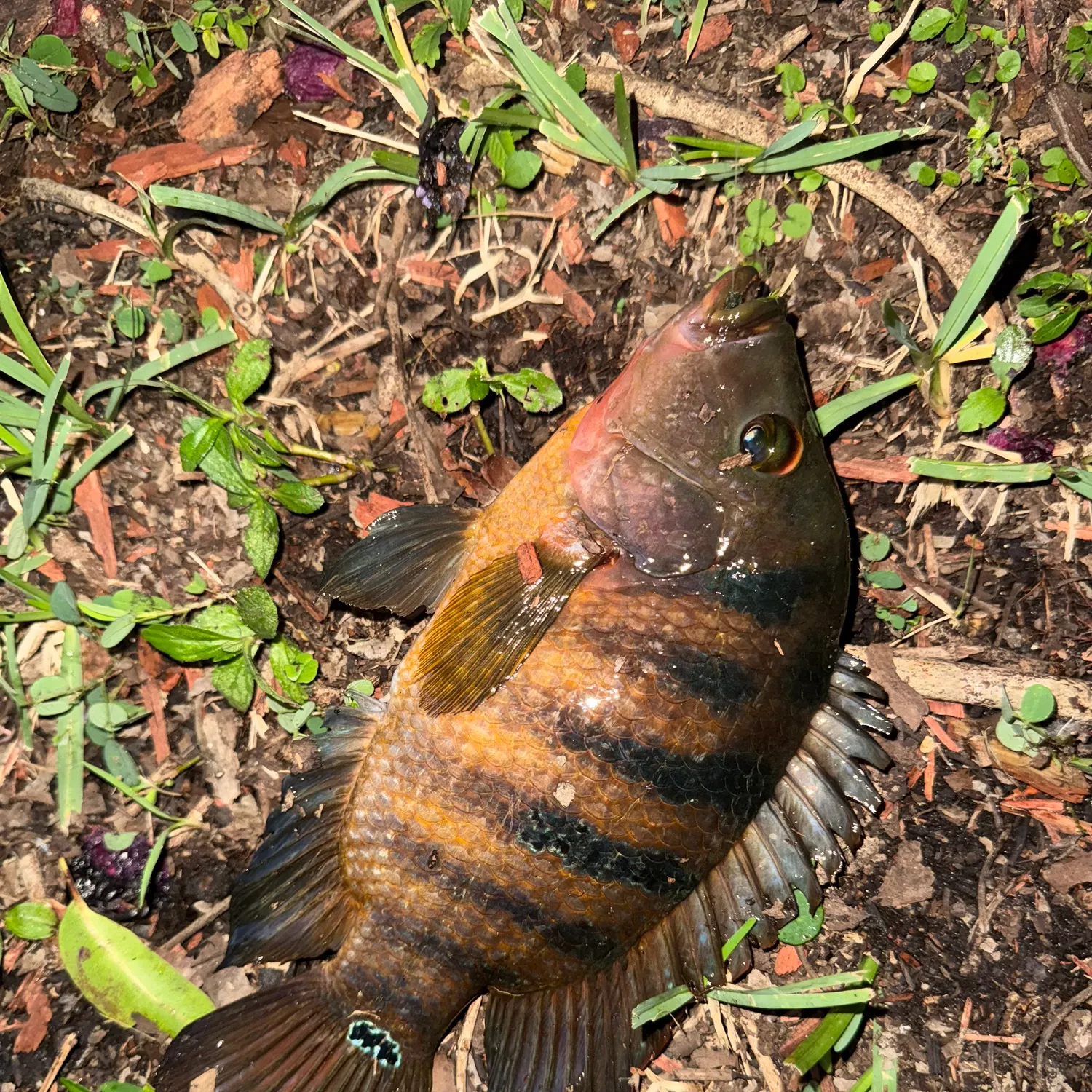 Mayan cichlid caught on Fishbrain