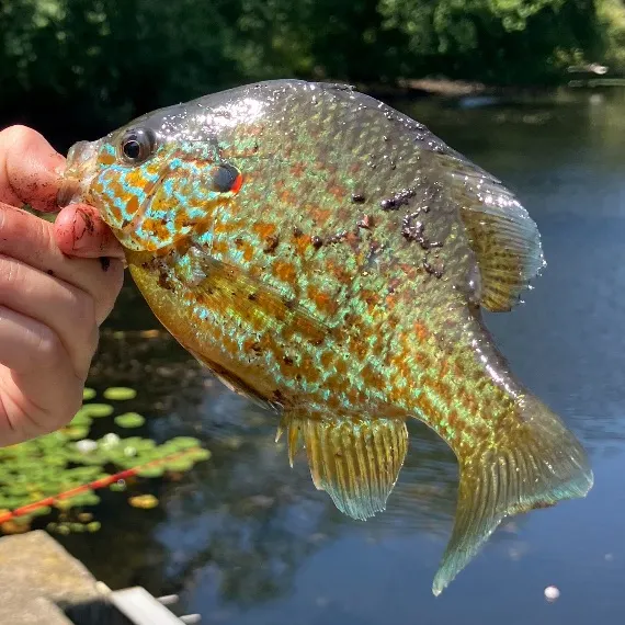 The most recent Pumpkinseed catches on Fishbrain