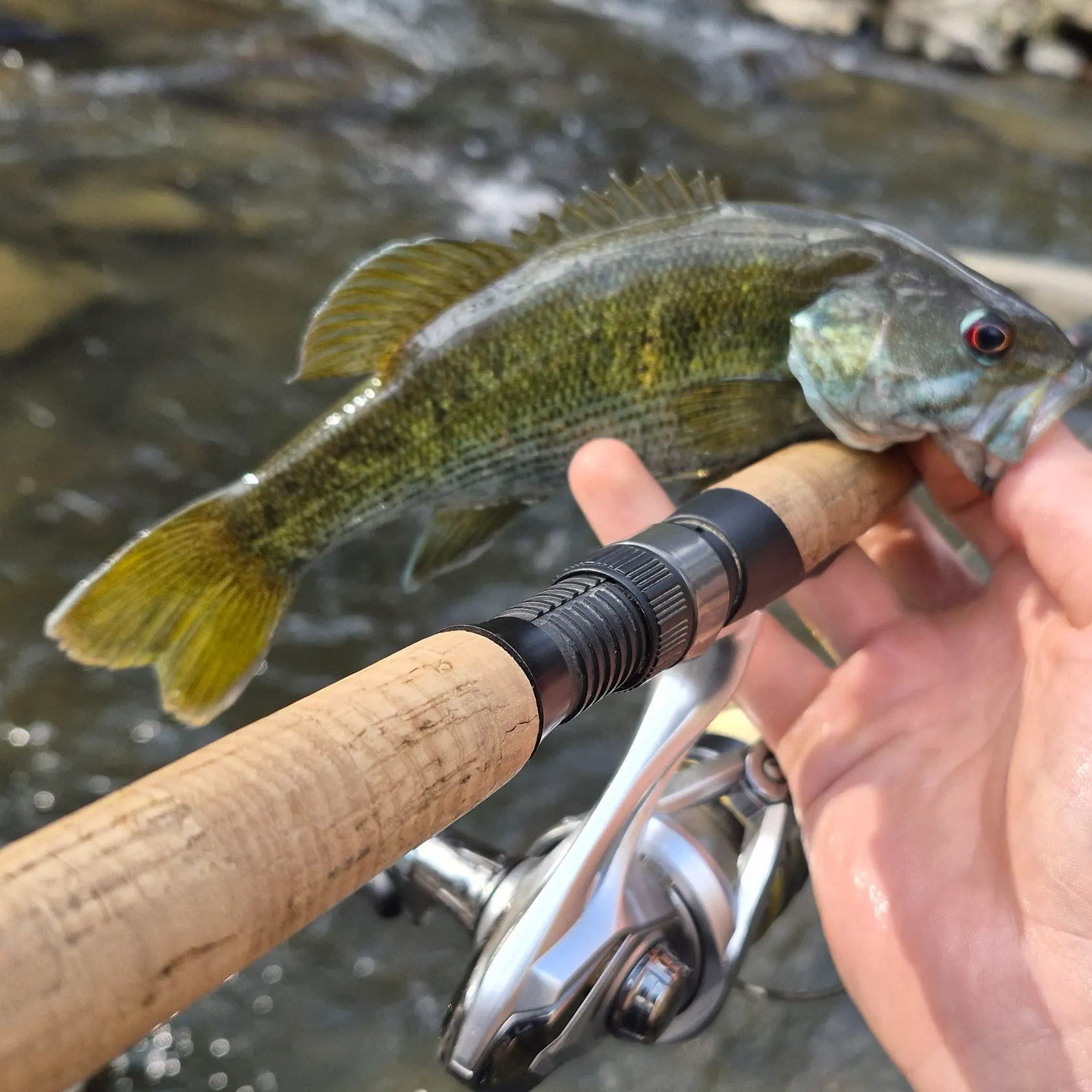 The most recent Redeye bass catches on Fishbrain