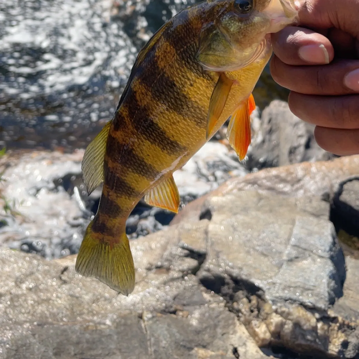 Yellow perch caught on Fishbrain
