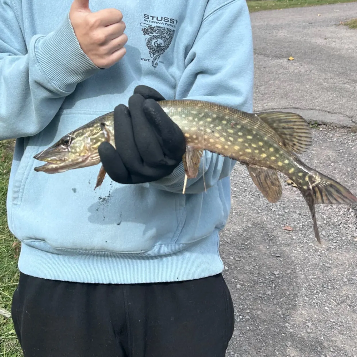 Northern pike caught on Fishbrain