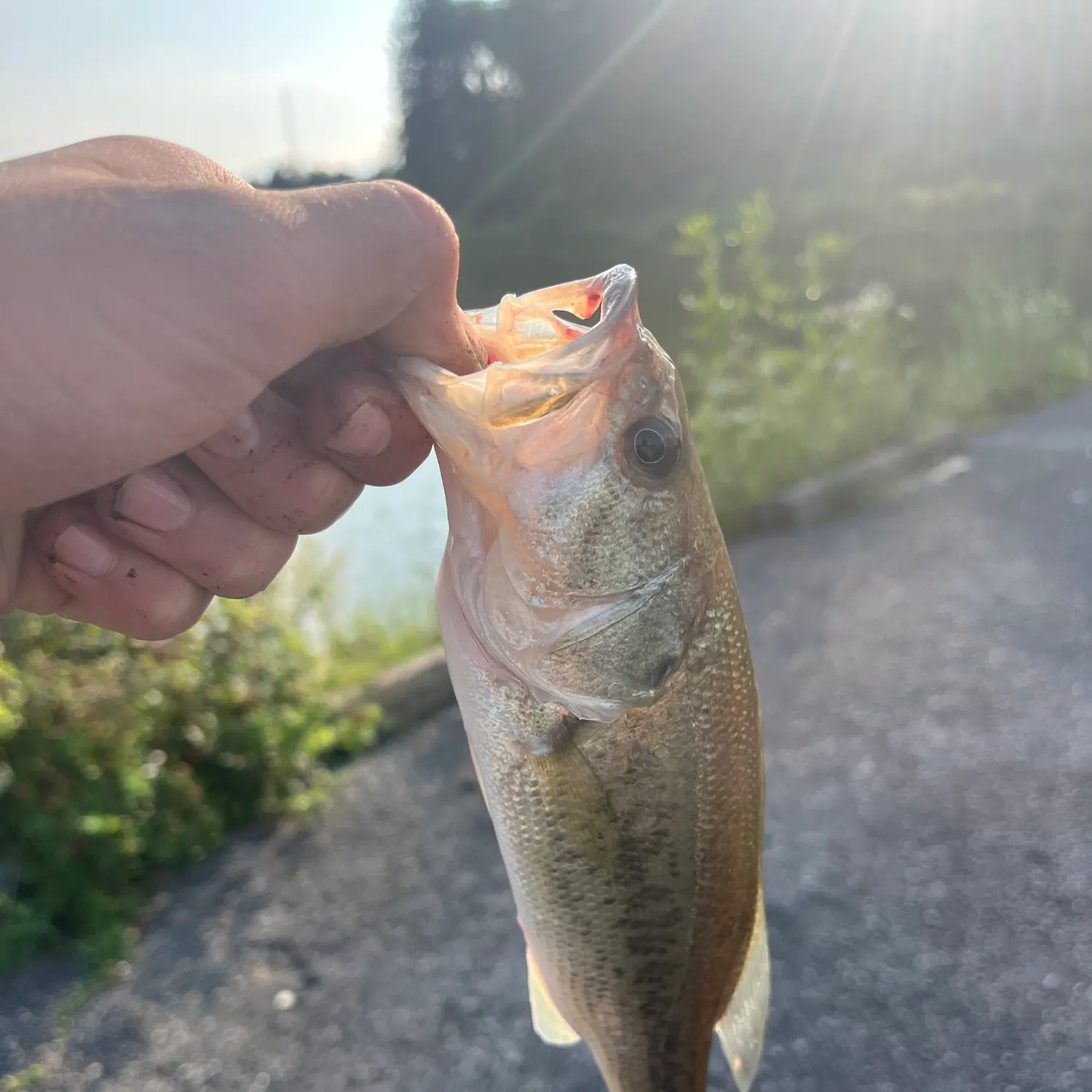 catch