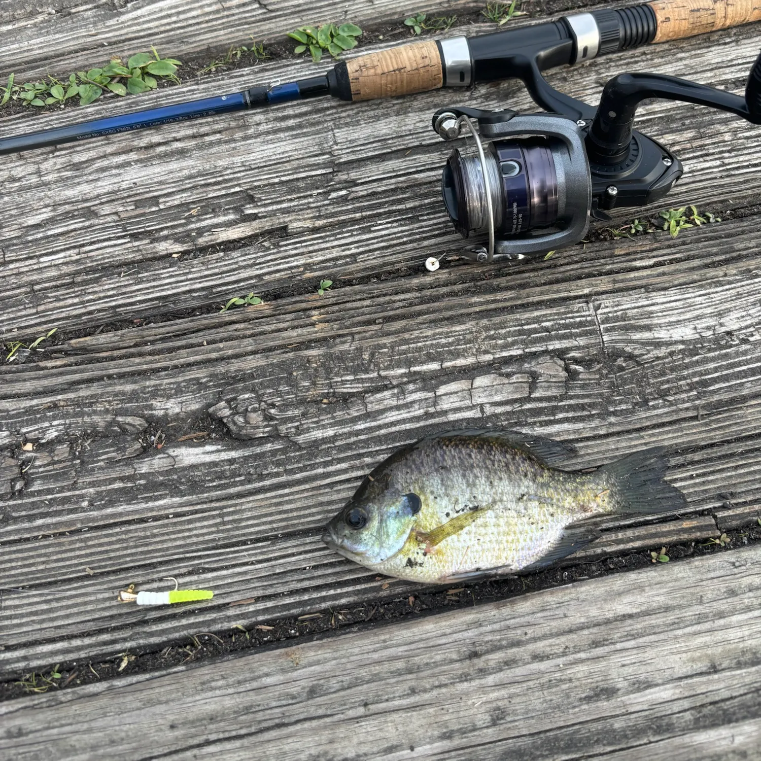 Bluegill caught on Fishbrain