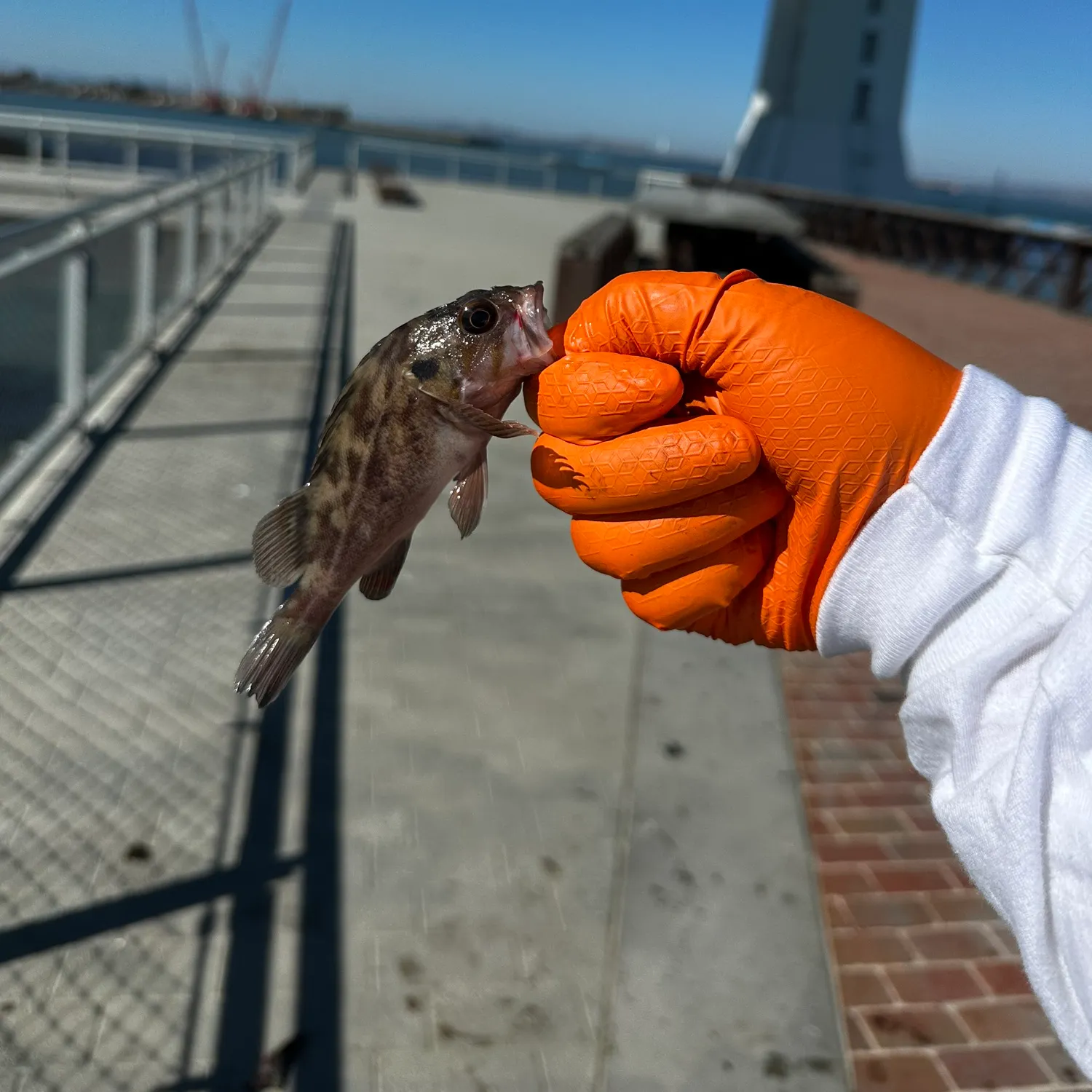 Brown rockfish caught on Fishbrain
