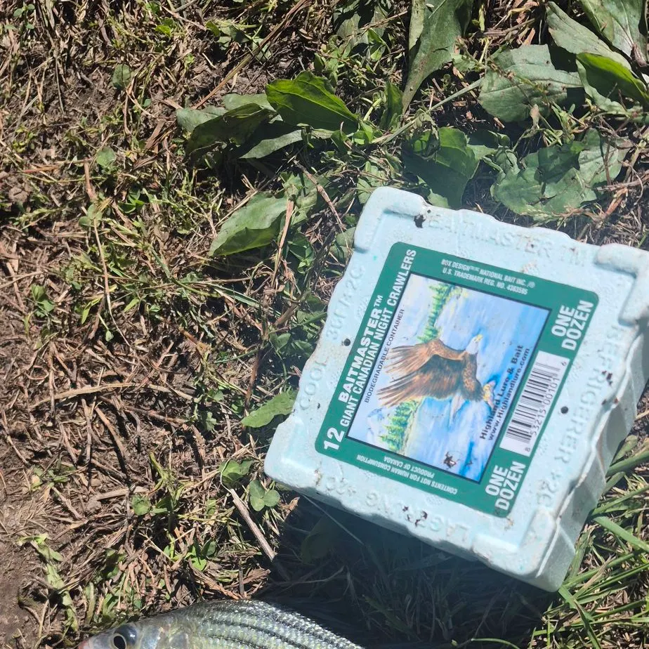 Yellow bass caught on Fishbrain