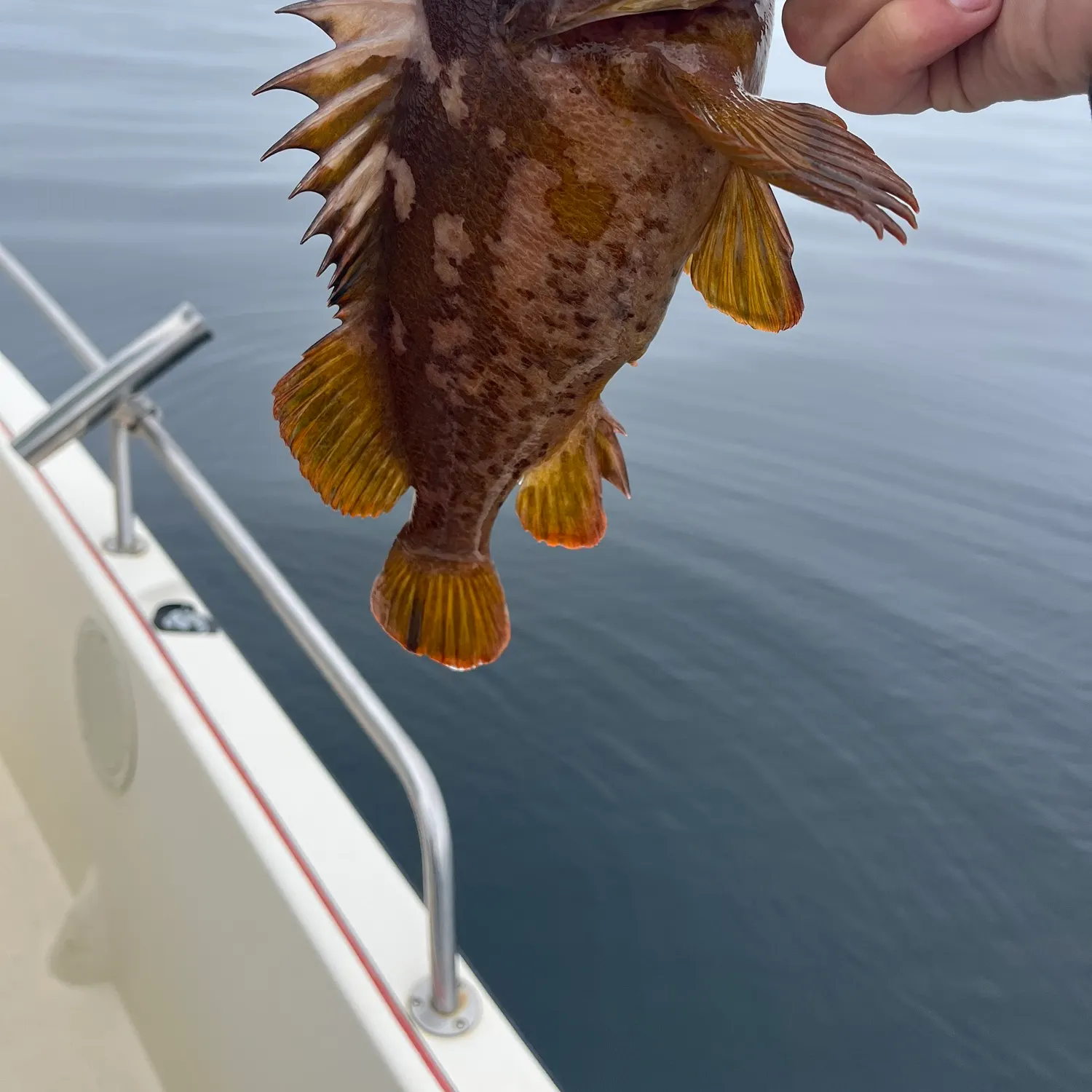 The most recent Gopher rockfish catches on Fishbrain