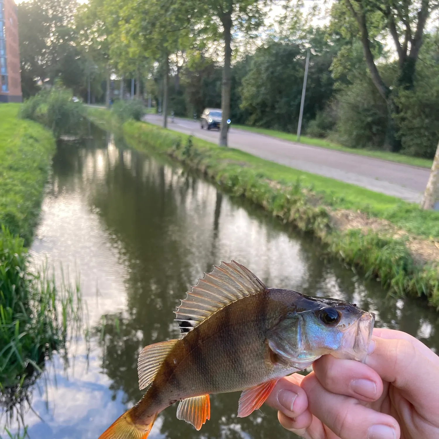 catch
