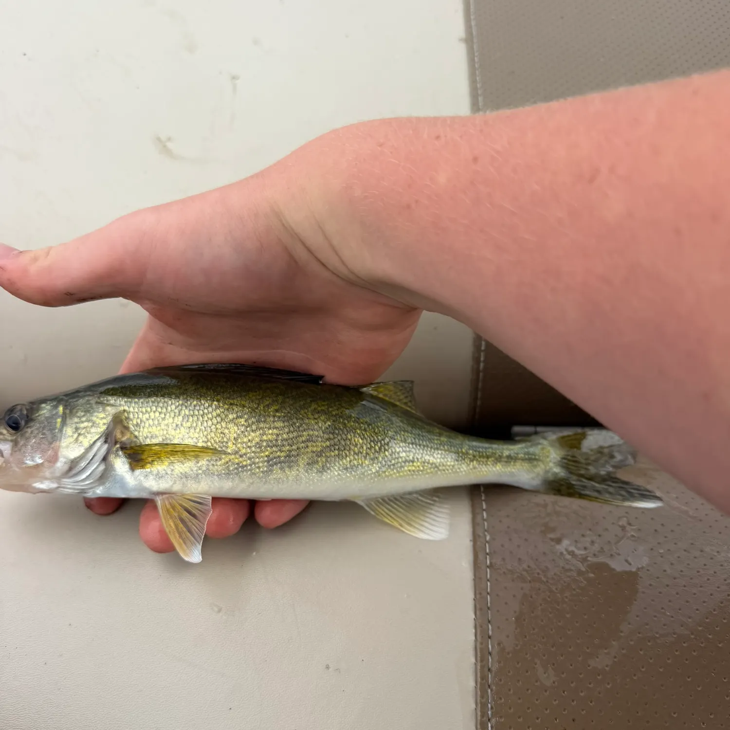 Walleye caught on Fishbrain