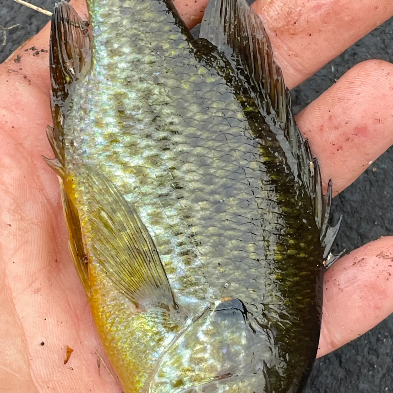 The most recent Pumpkingill hybrid catches on Fishbrain