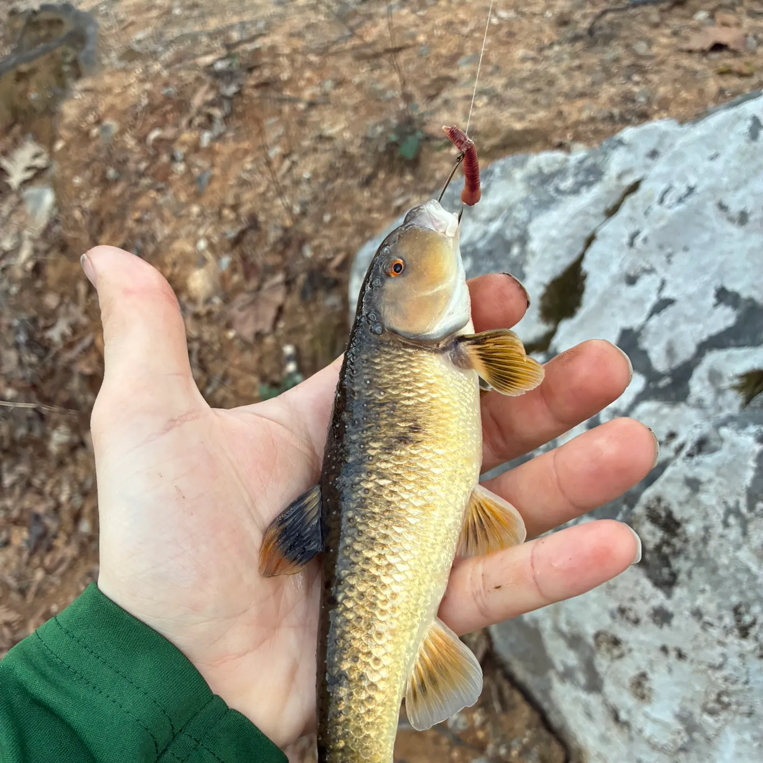 The most recent Largescale stoneroller catches on Fishbrain