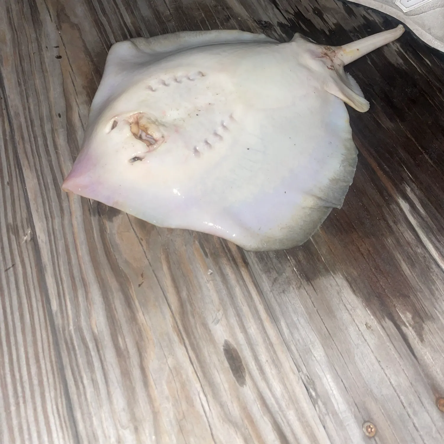 The most recent Southern stingray catches on Fishbrain