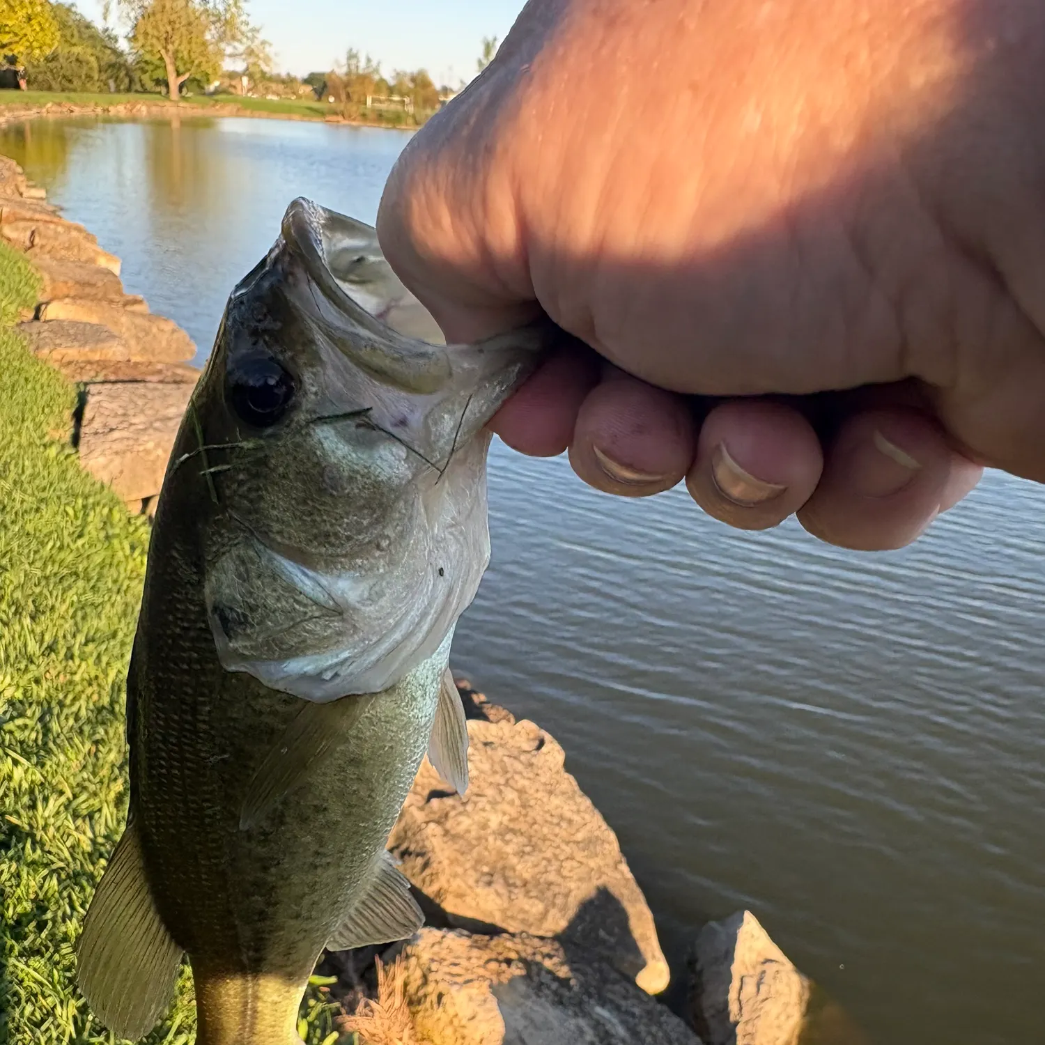 Largemouth bass caught on Fishbrain