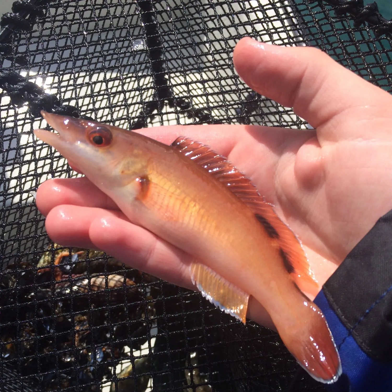 The most recent Long green wrasse catches on Fishbrain