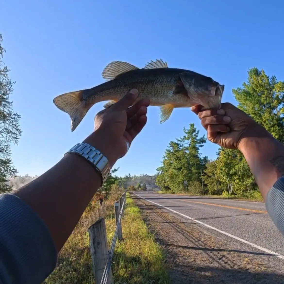 Largemouth bass caught on Fishbrain