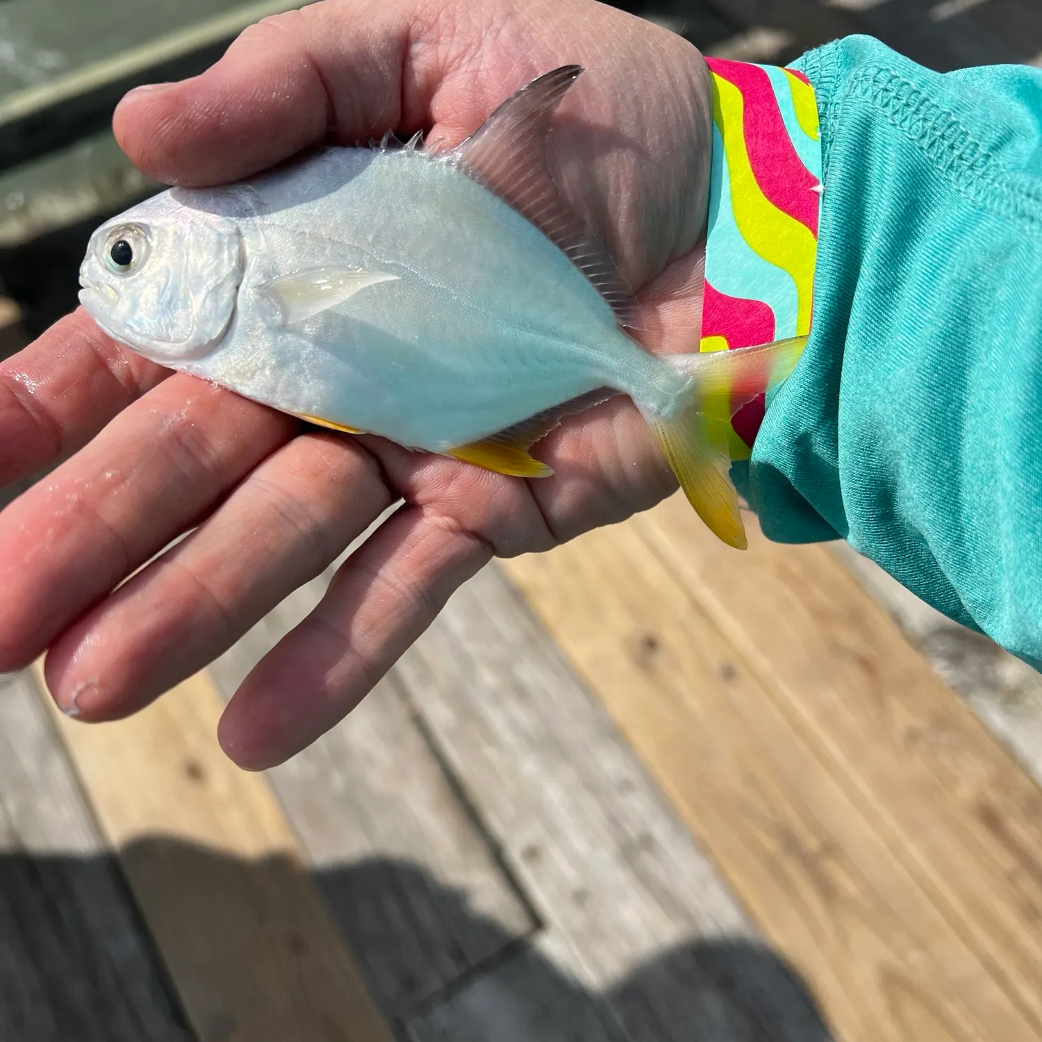 The most recent Pacific pompano catches on Fishbrain