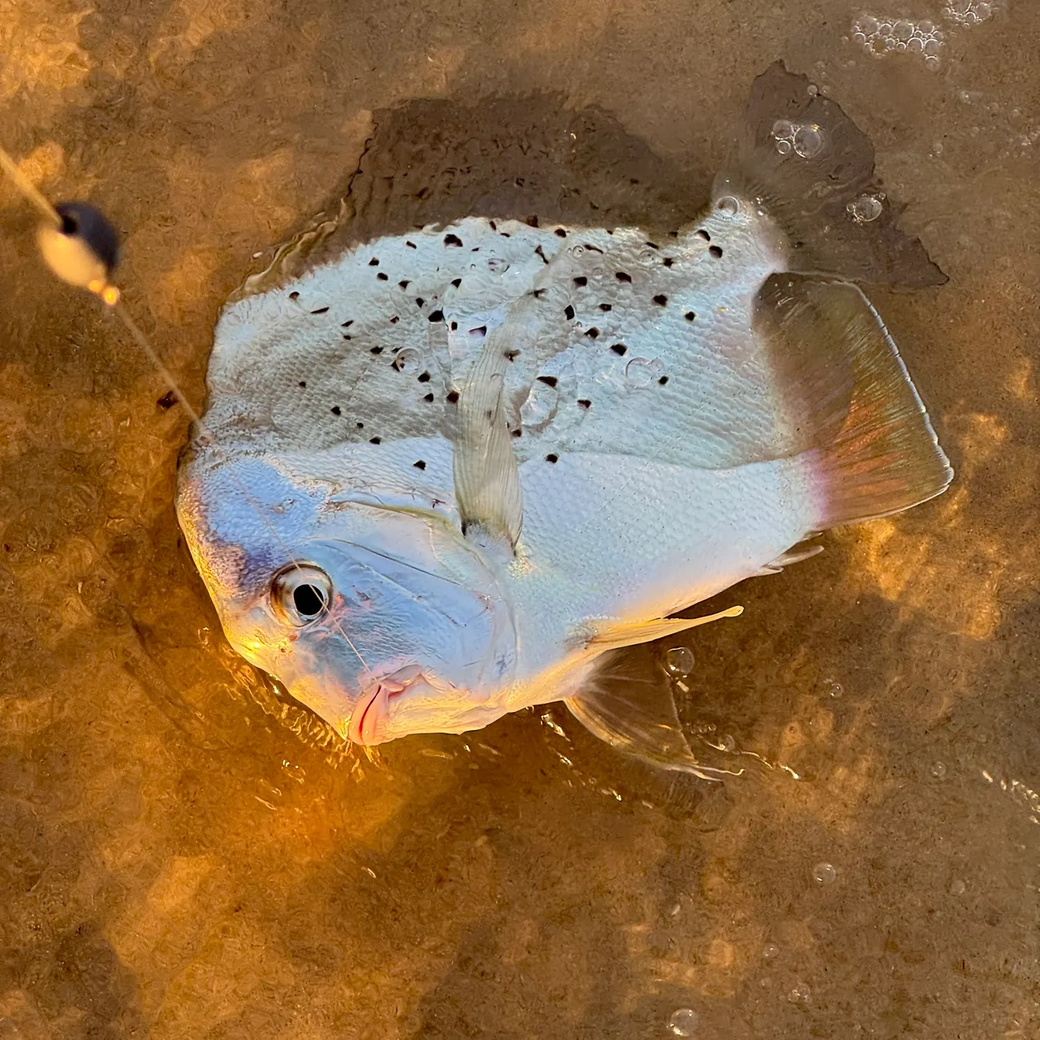 The most recent Spotted sicklefish catches on Fishbrain