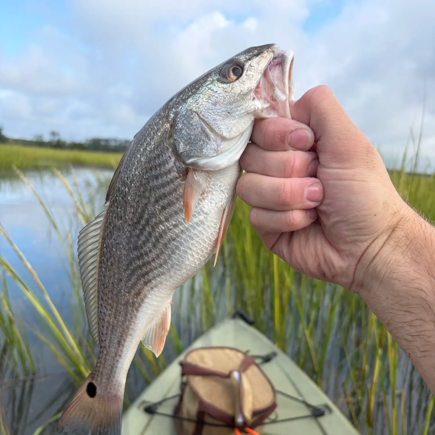 Red drum caught on Fishbrain