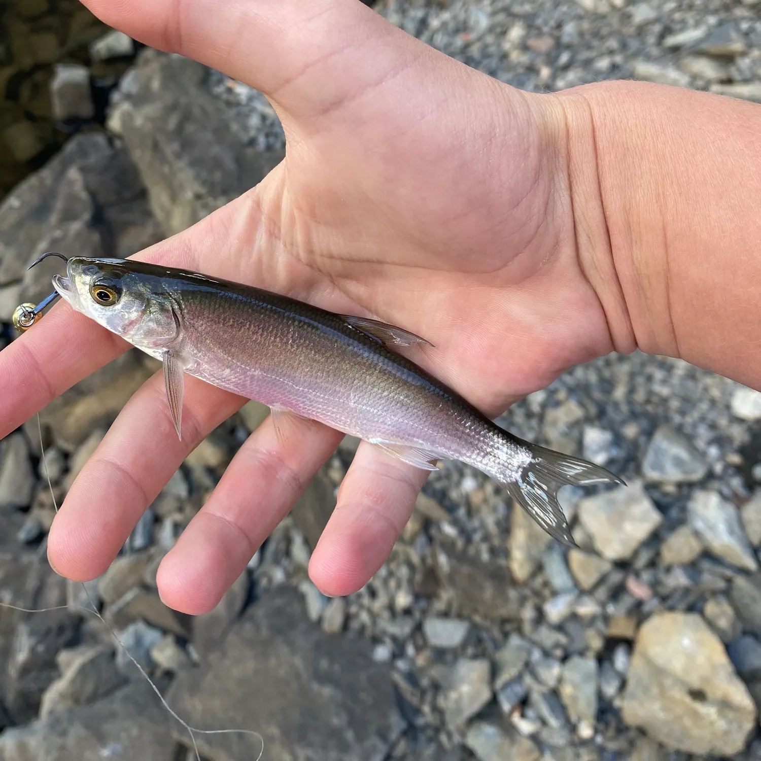 Common bleak caught on Fishbrain