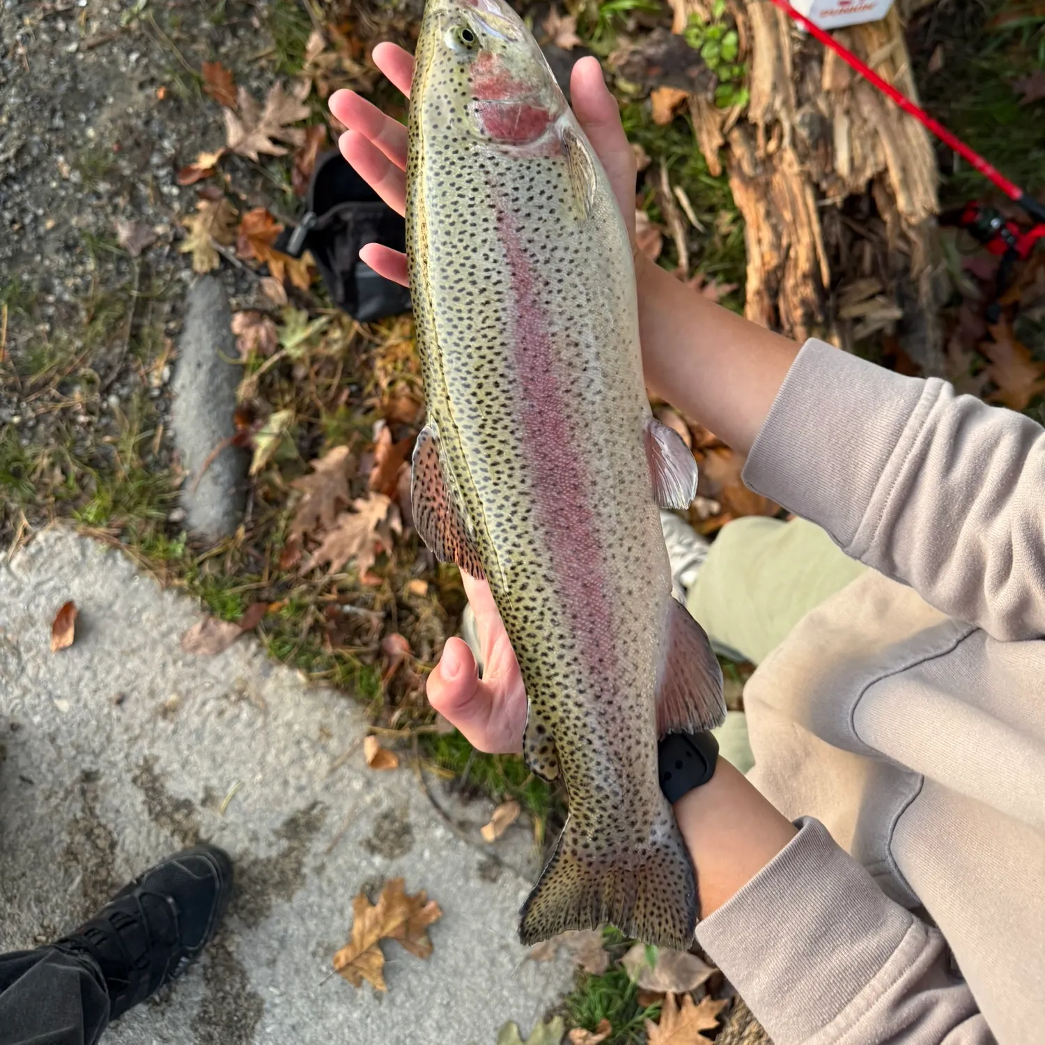 Rainbow trout caught on Fishbrain