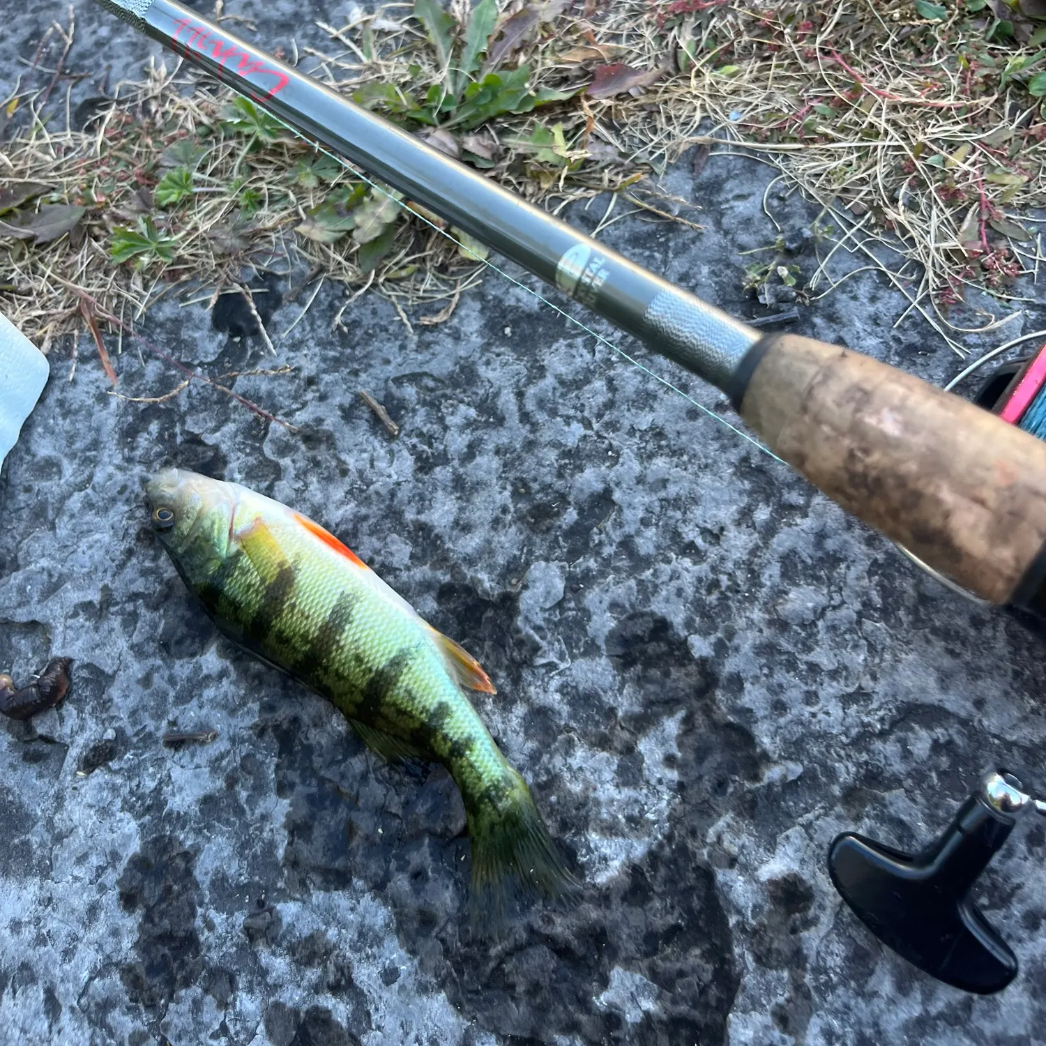 Yellow perch caught on Fishbrain