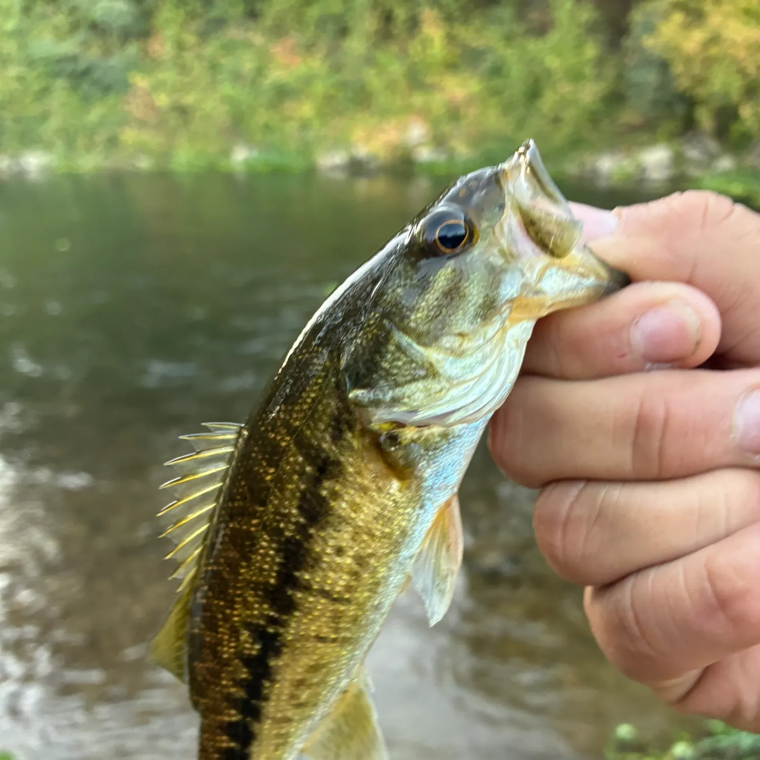 The most recent Spotted bass catches on Fishbrain