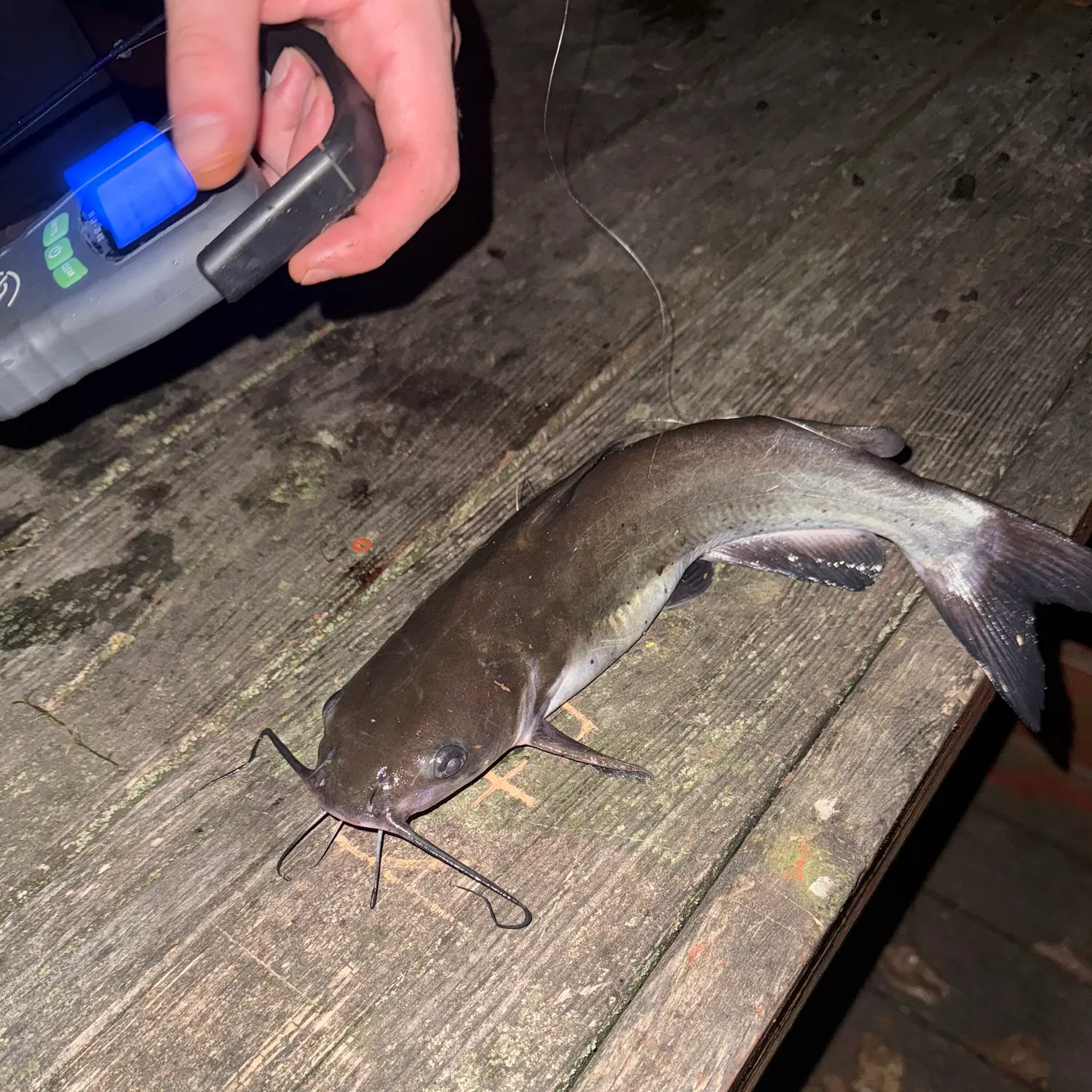 Channel catfish caught on Fishbrain